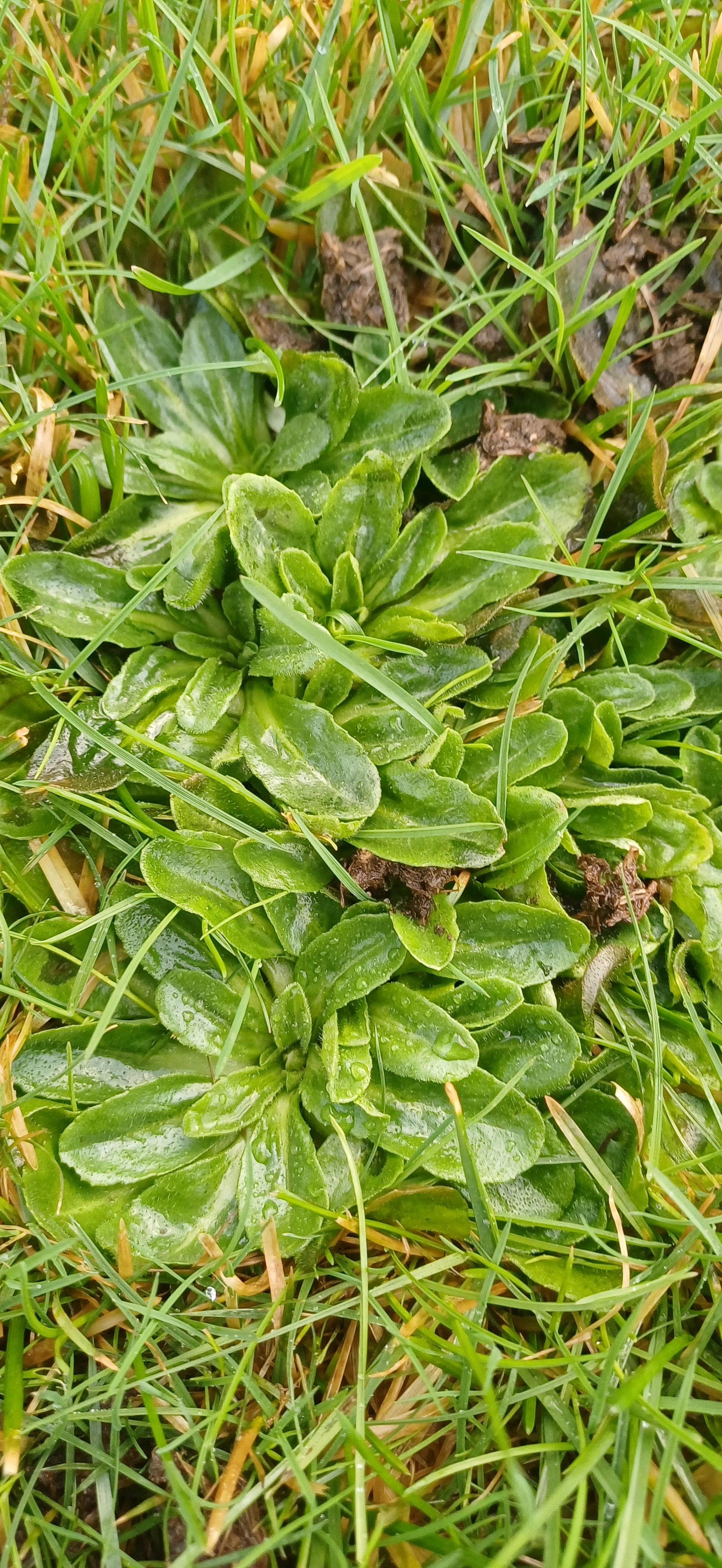 Bellis perennis (Lawn daisy) (alternate view 14)