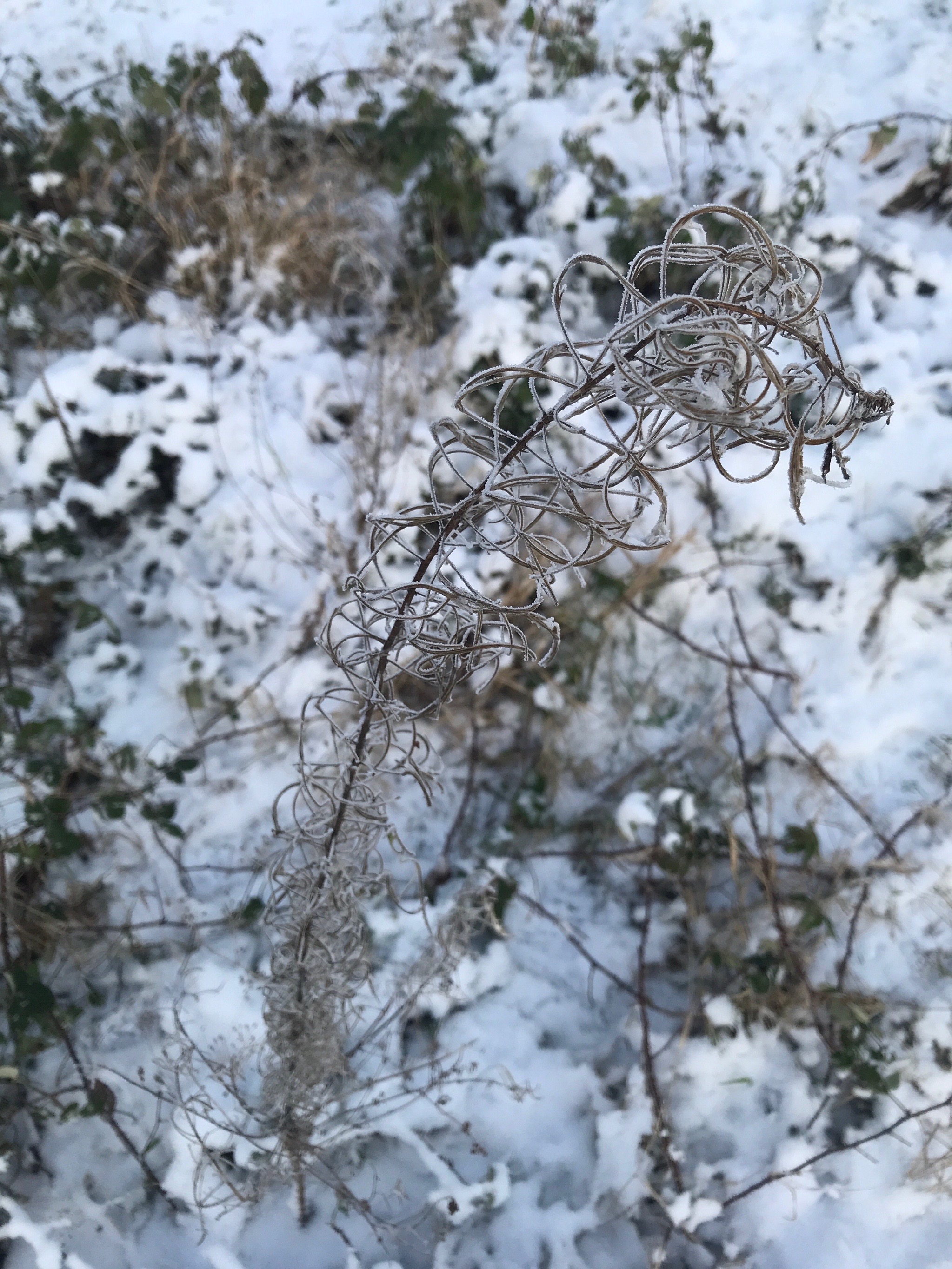Chamaenerion angustifolium (Fireweed)