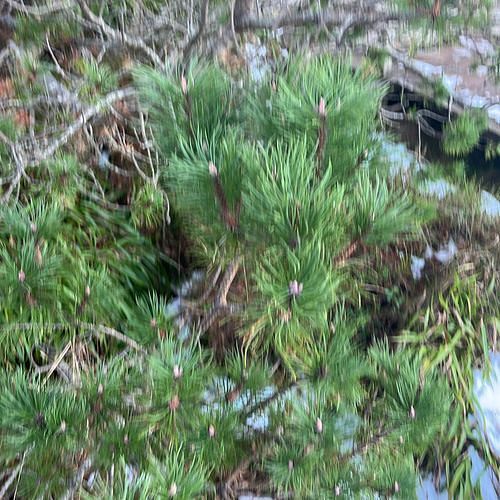 Pinus sylvestris (Scots Pine)