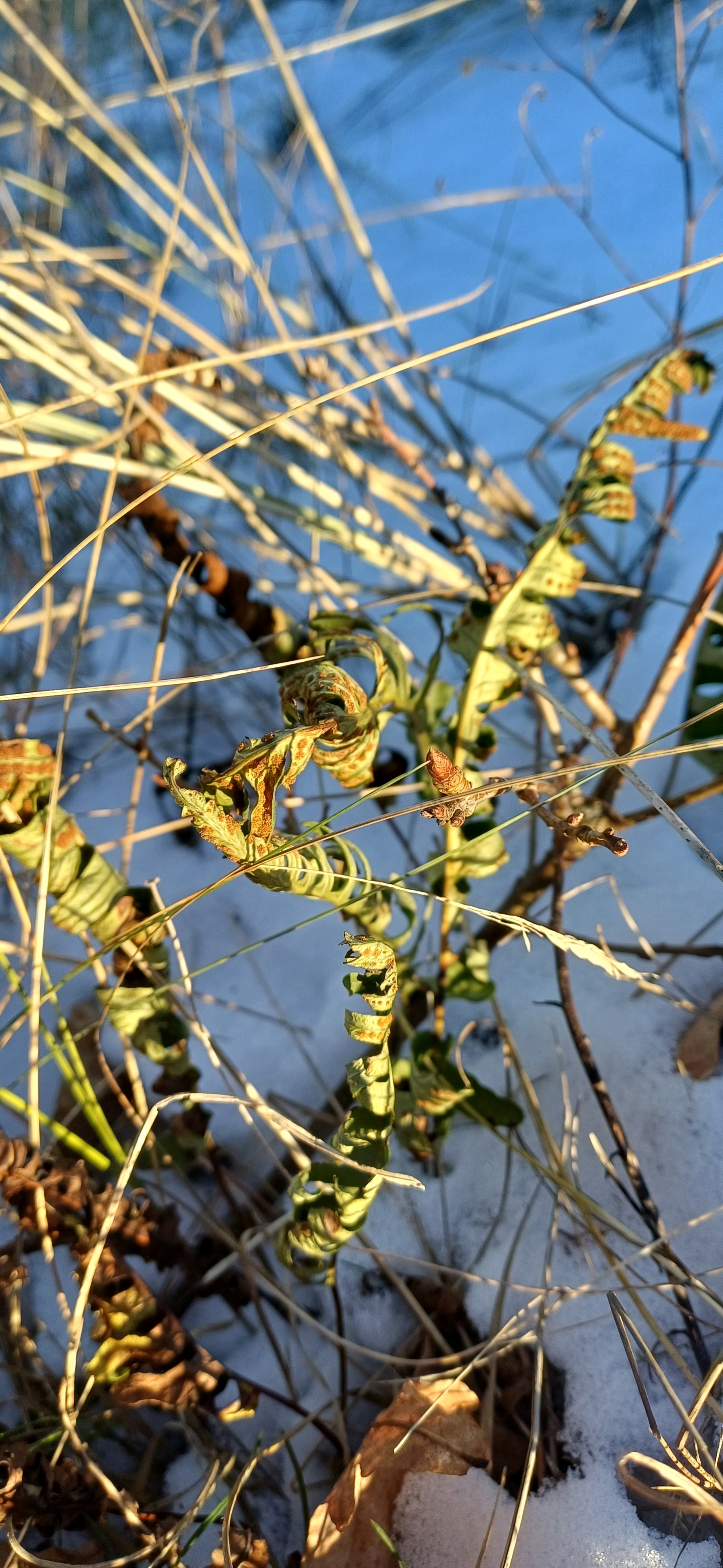 Polypodium vulgare (common polypody) (alternate view 8)