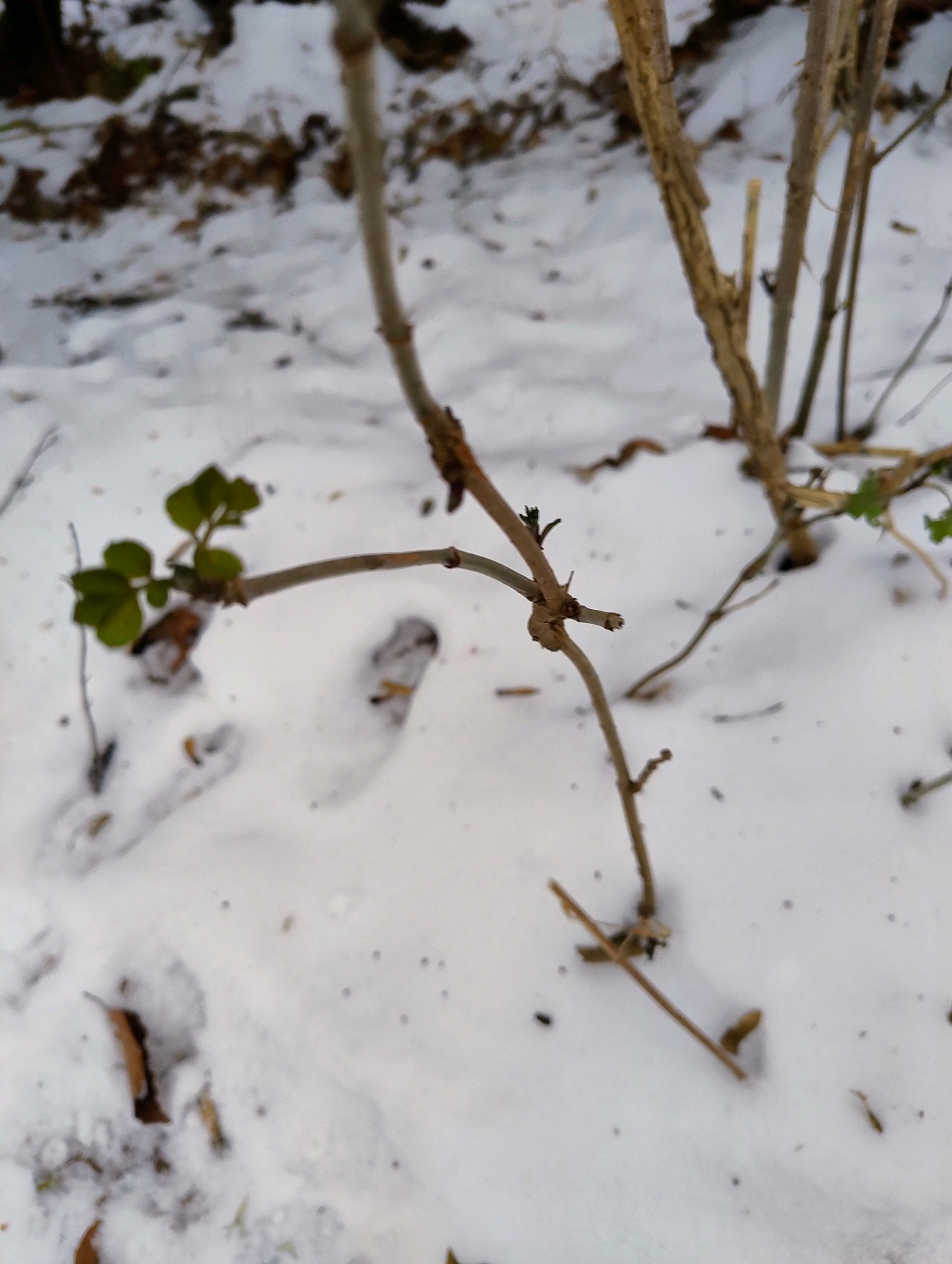 Sambucus nigra