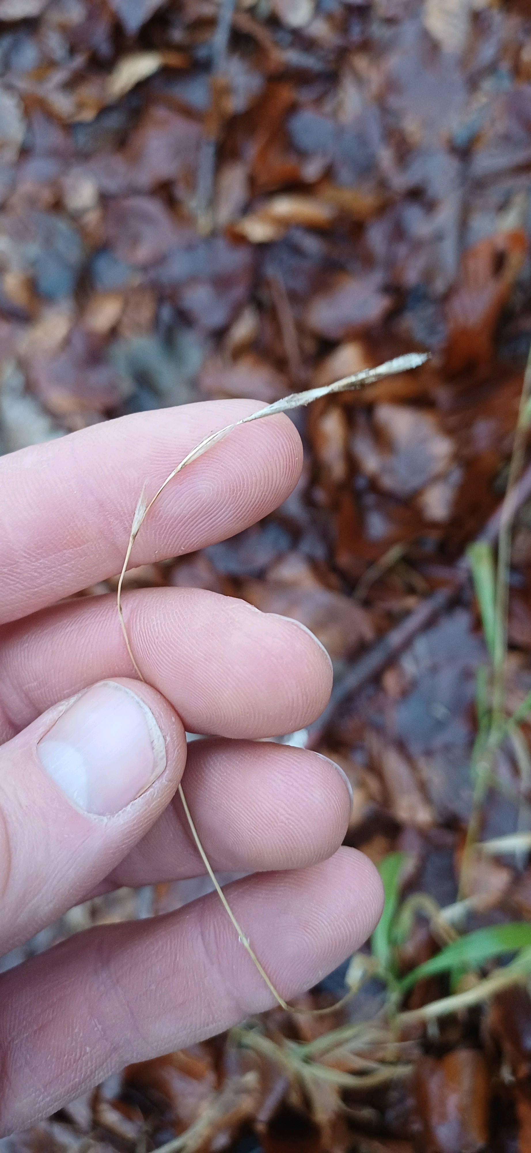Brachypodium sylvaticum (Slender False Brome) (alternate view 9)