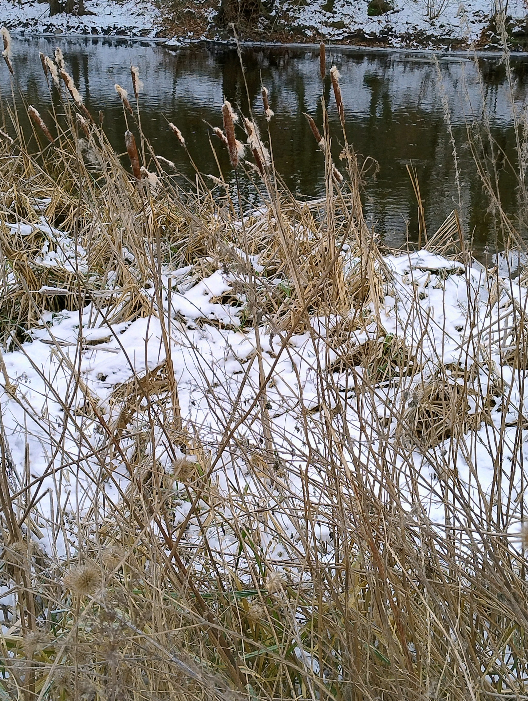Typha (Cattails) (alternate view 2)