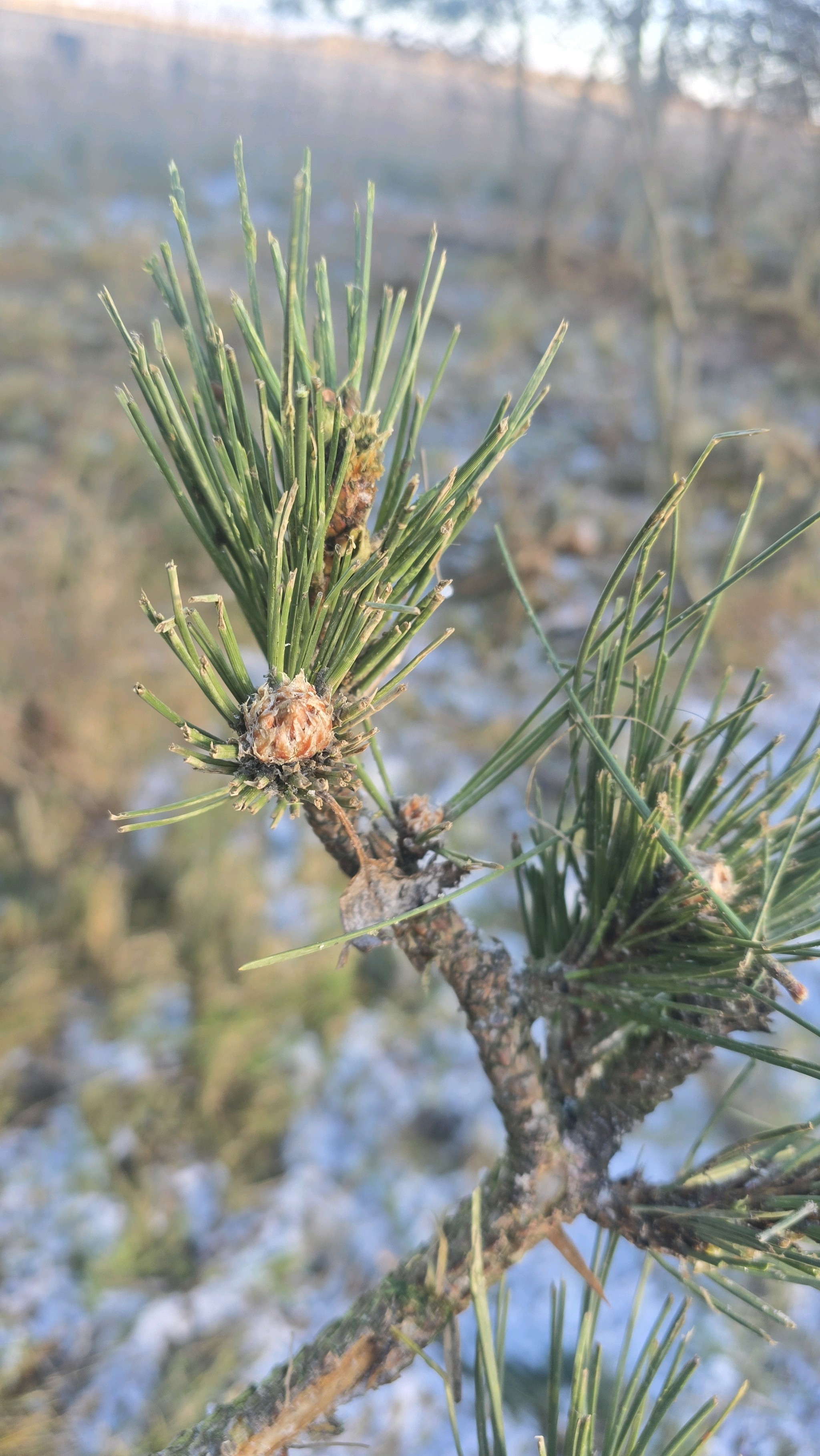 Pinus nigra (Austrian Pine) (alternate view 2)