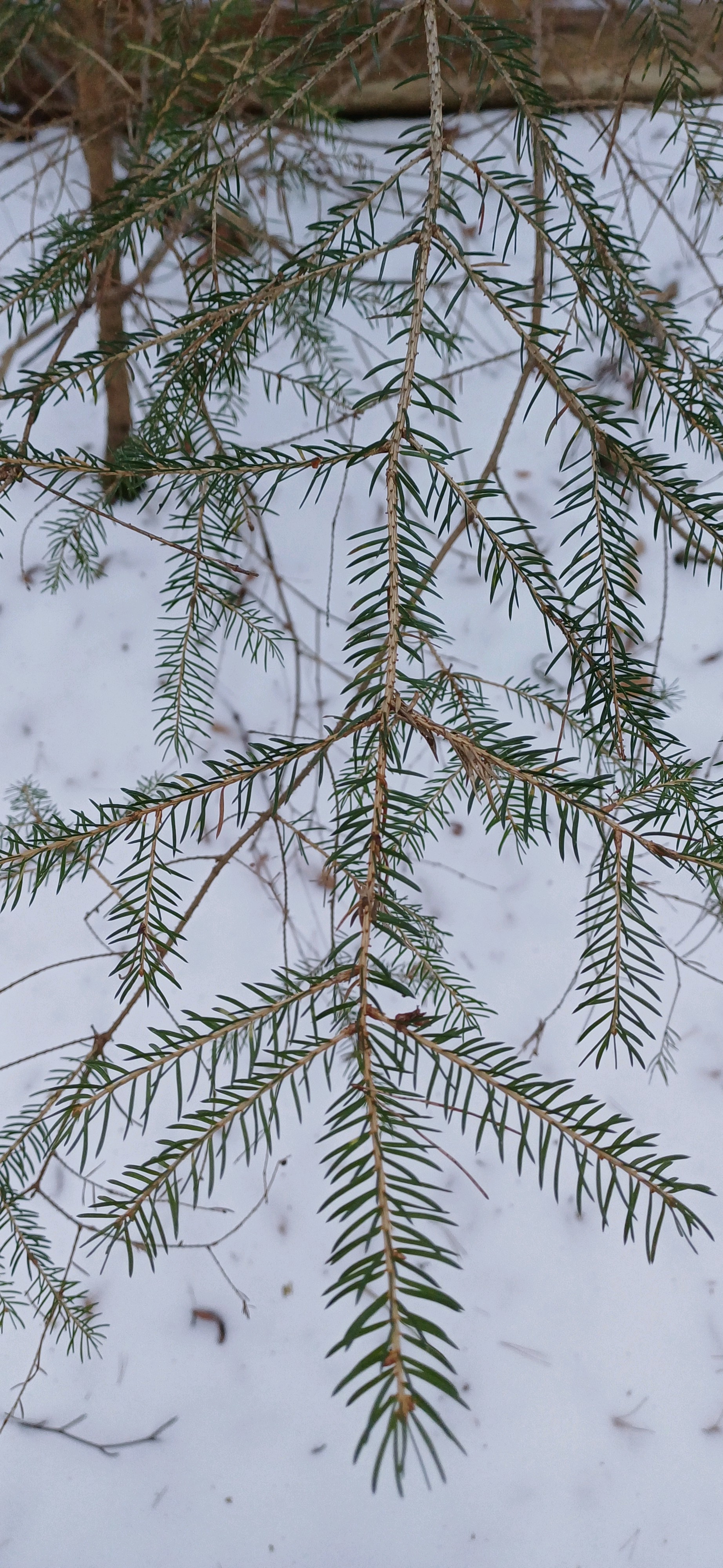 Picea (spruces) (alternate view 3)
