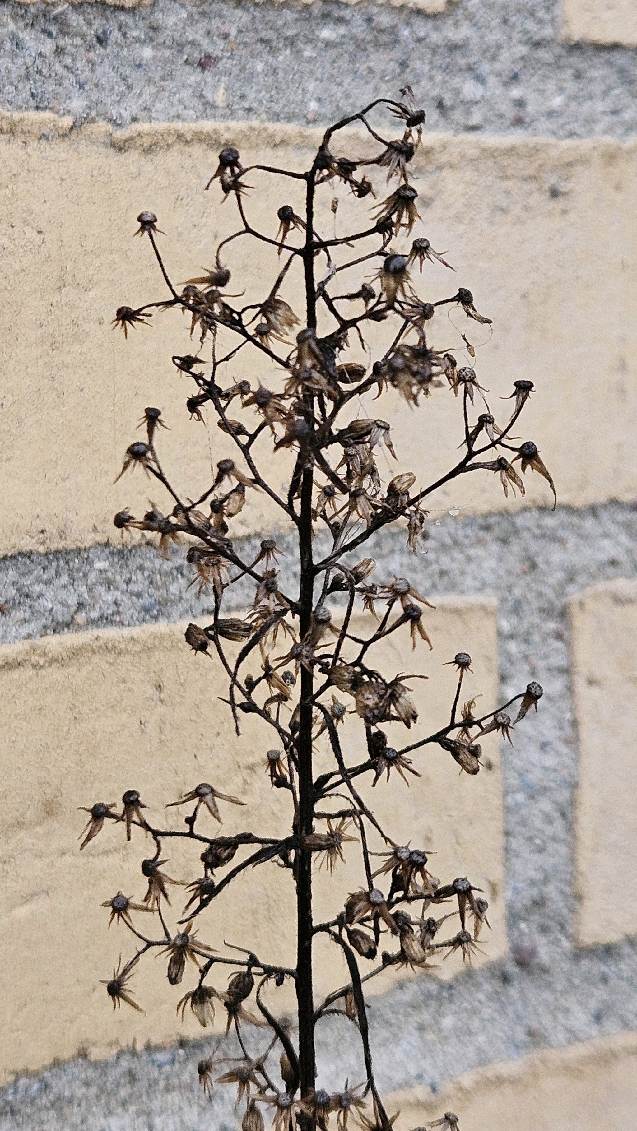 Erigeron (fleabanes and horseweeds) (alternate view 2)