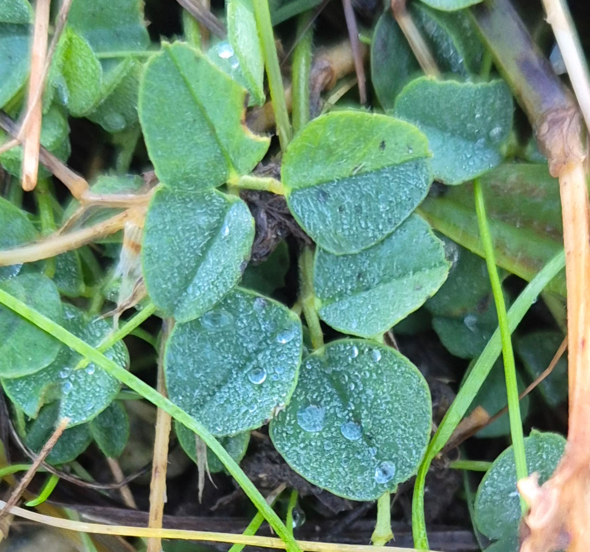 Medicago lupulina (black medic) (alternate view 11)