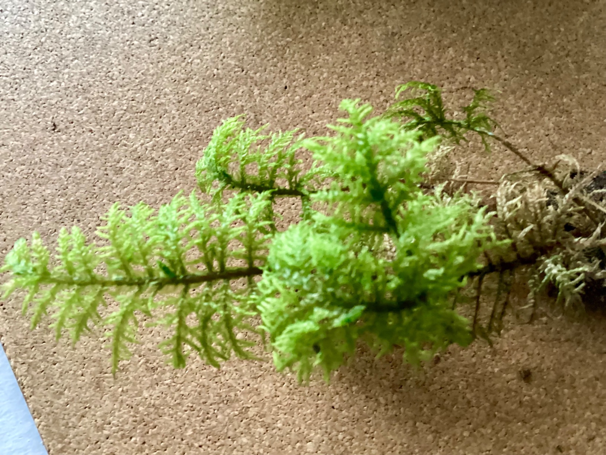 Thuidium (fern mosses)