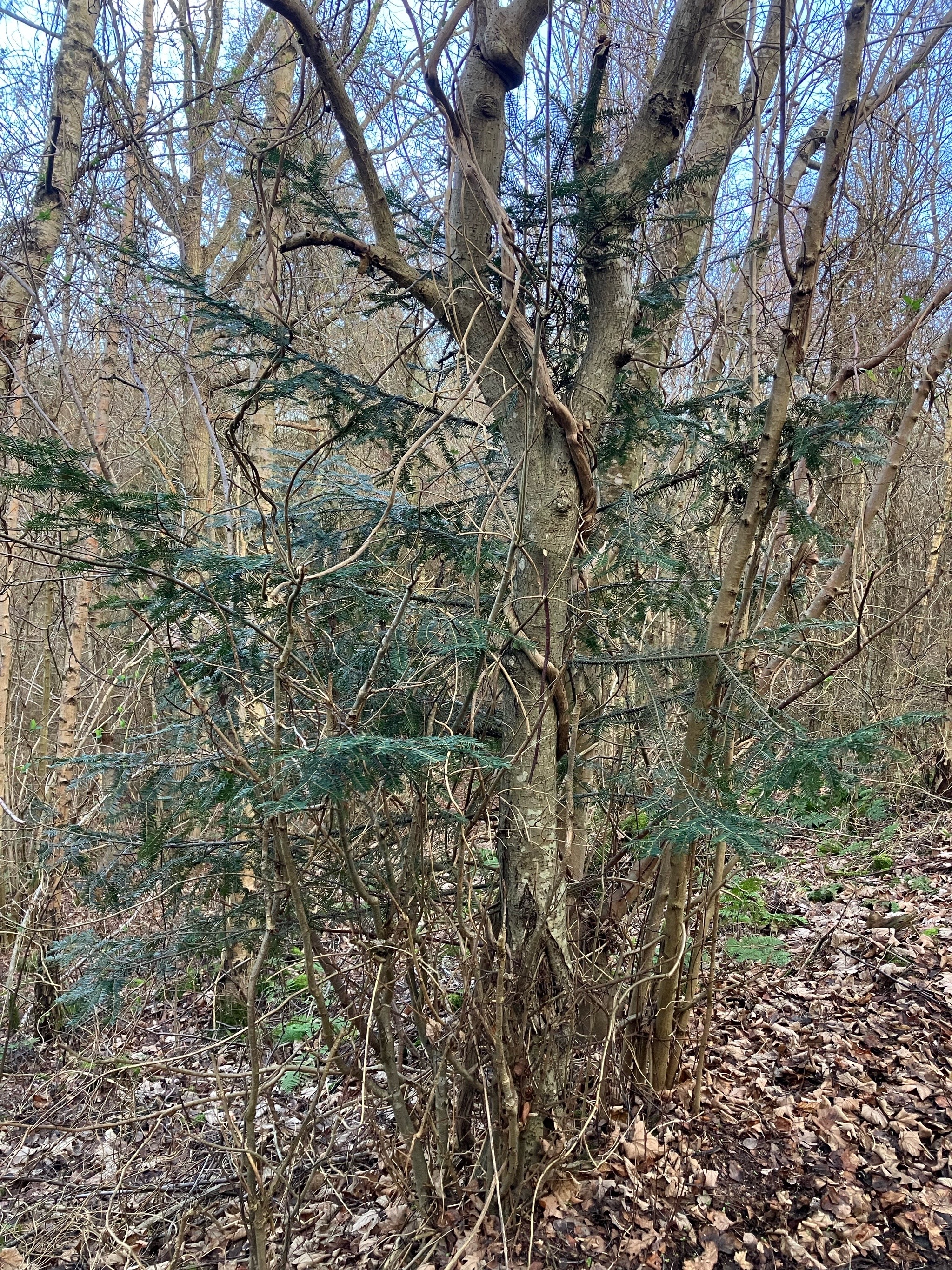 Abies (firs) (alternate view 2)