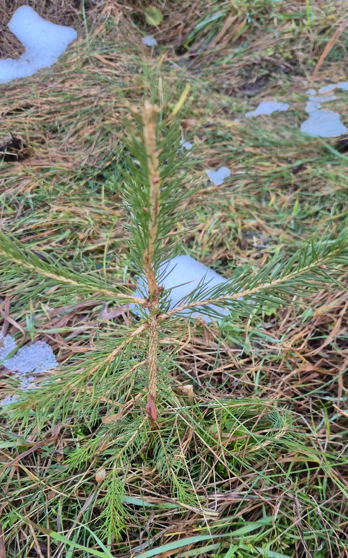 Picea (spruces)