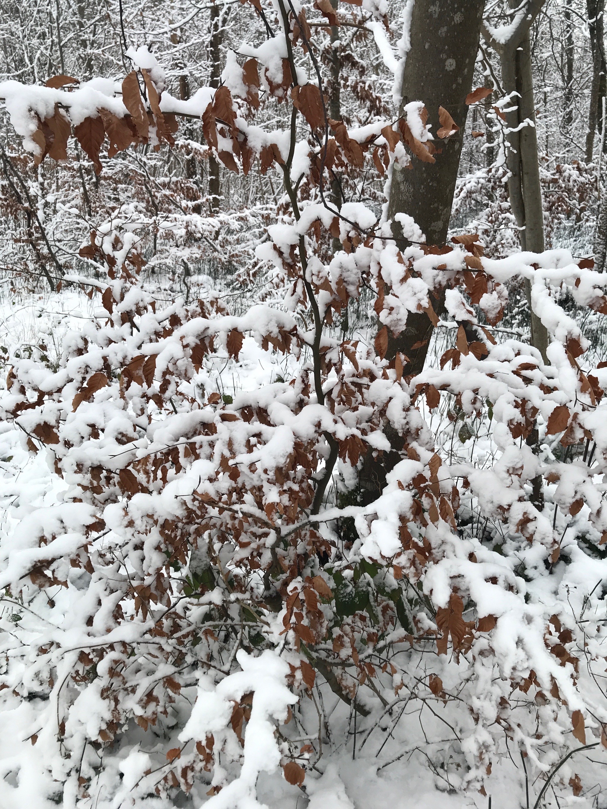 Fagus (beeches)