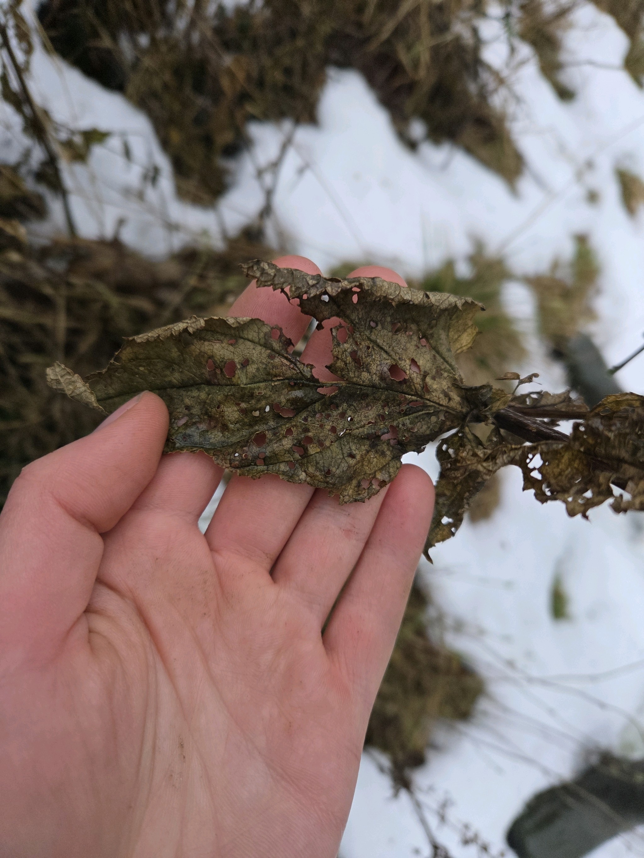 Scrophularia (figworts)