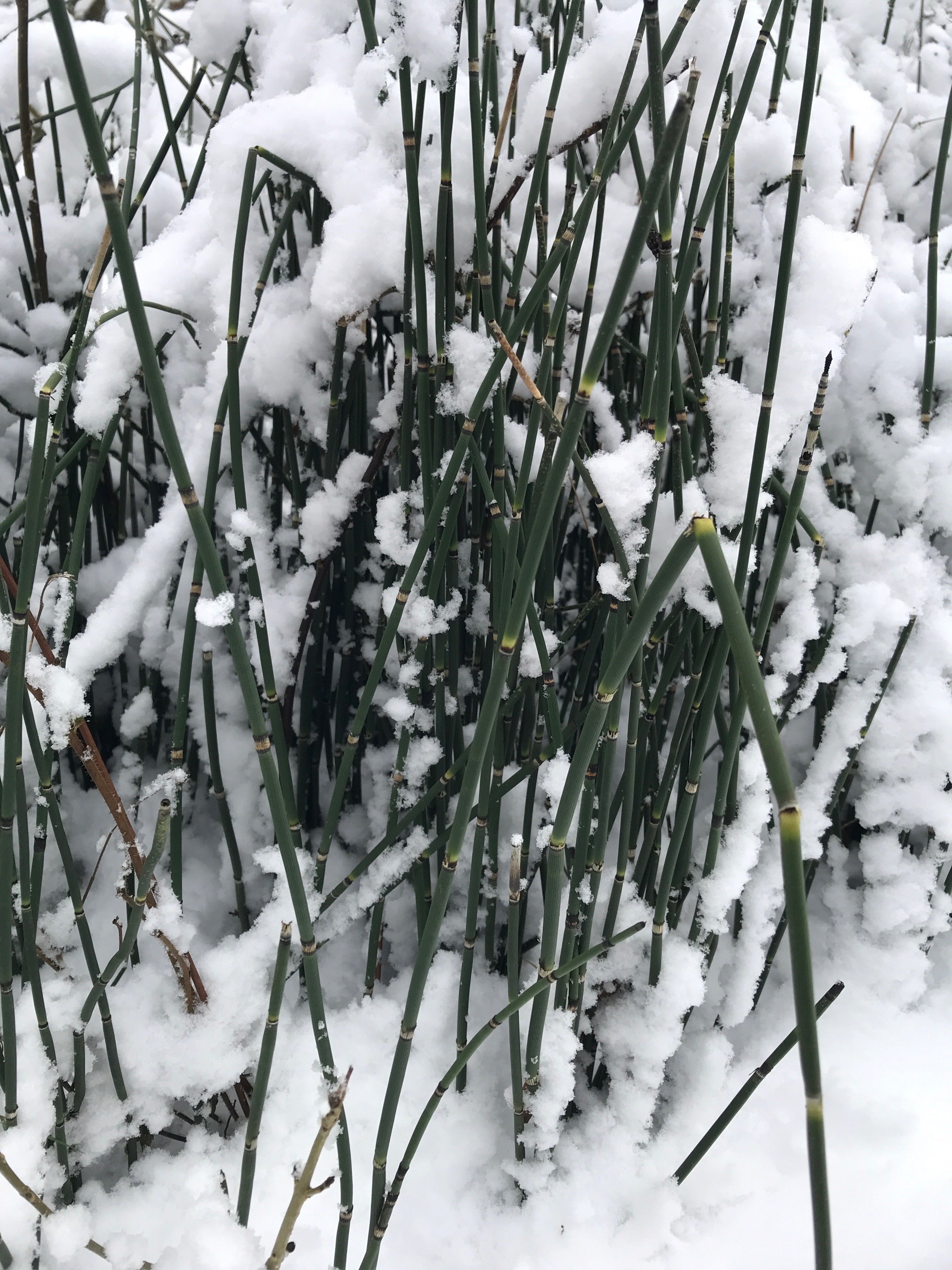 Equisetum hyemale (scouring rush) (alternate view 12)