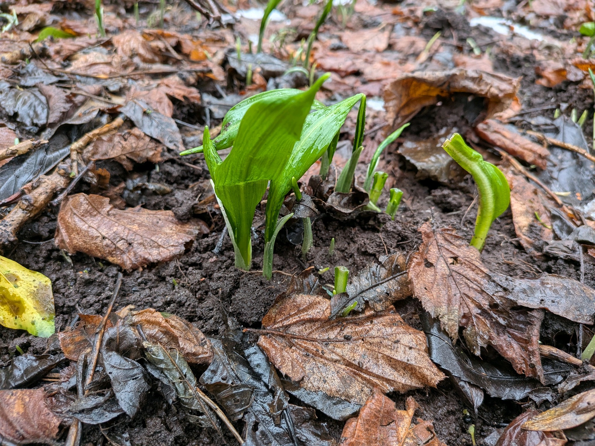 Allium (onions)