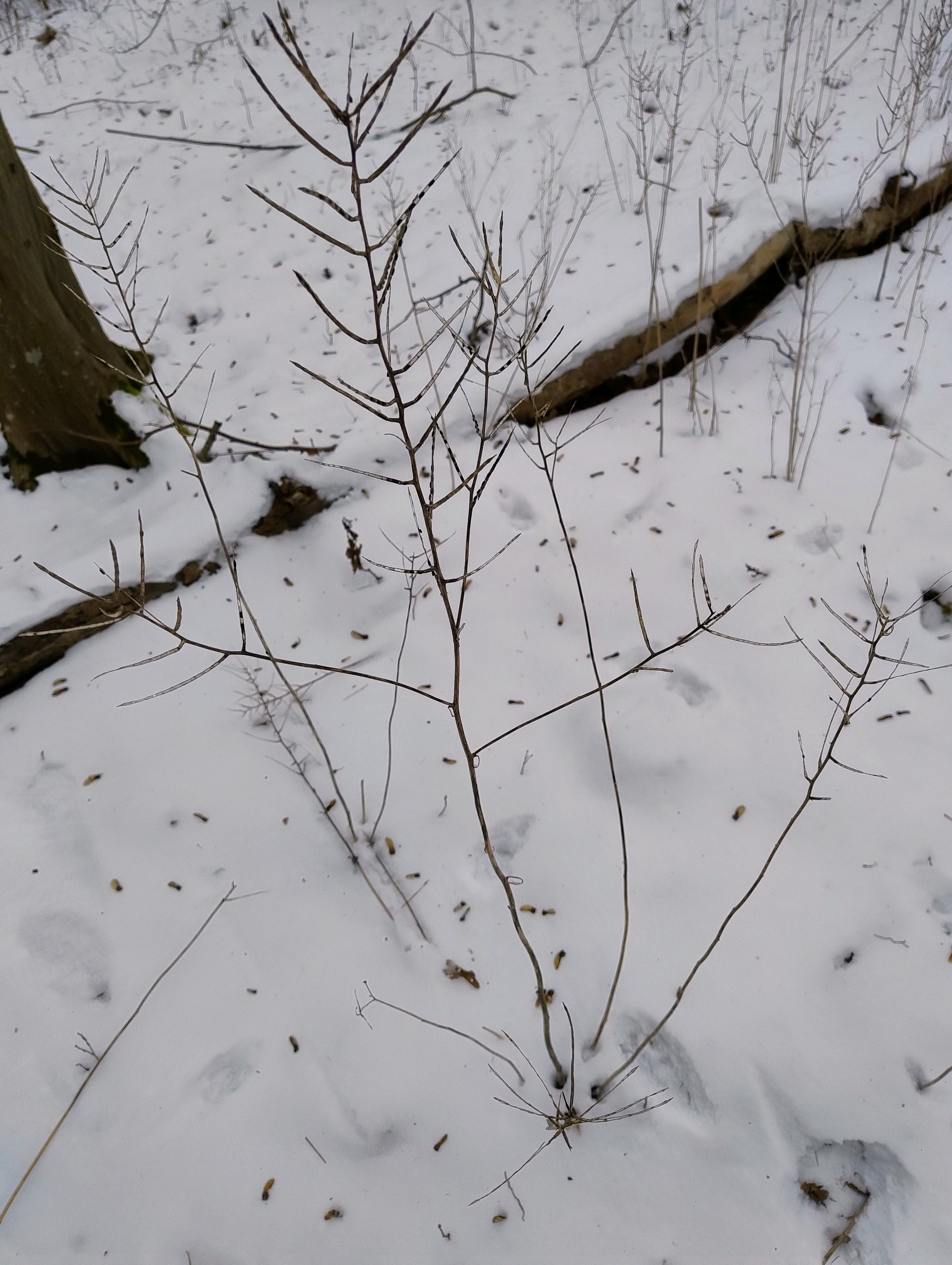 Alliaria petiolata (garlic mustard) (alternate view 12)