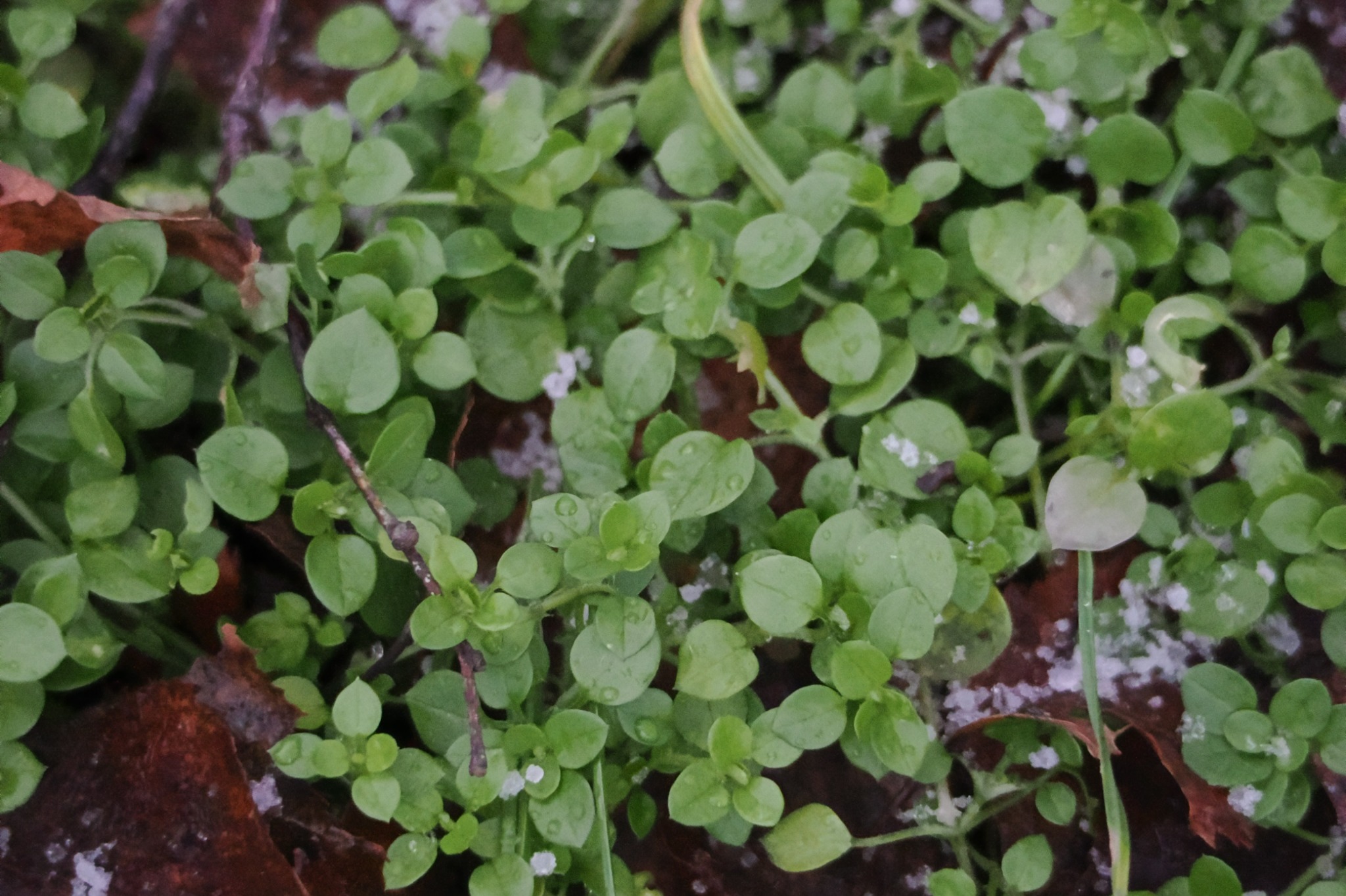 Stellaria media (chickweed) (alternate view 11)