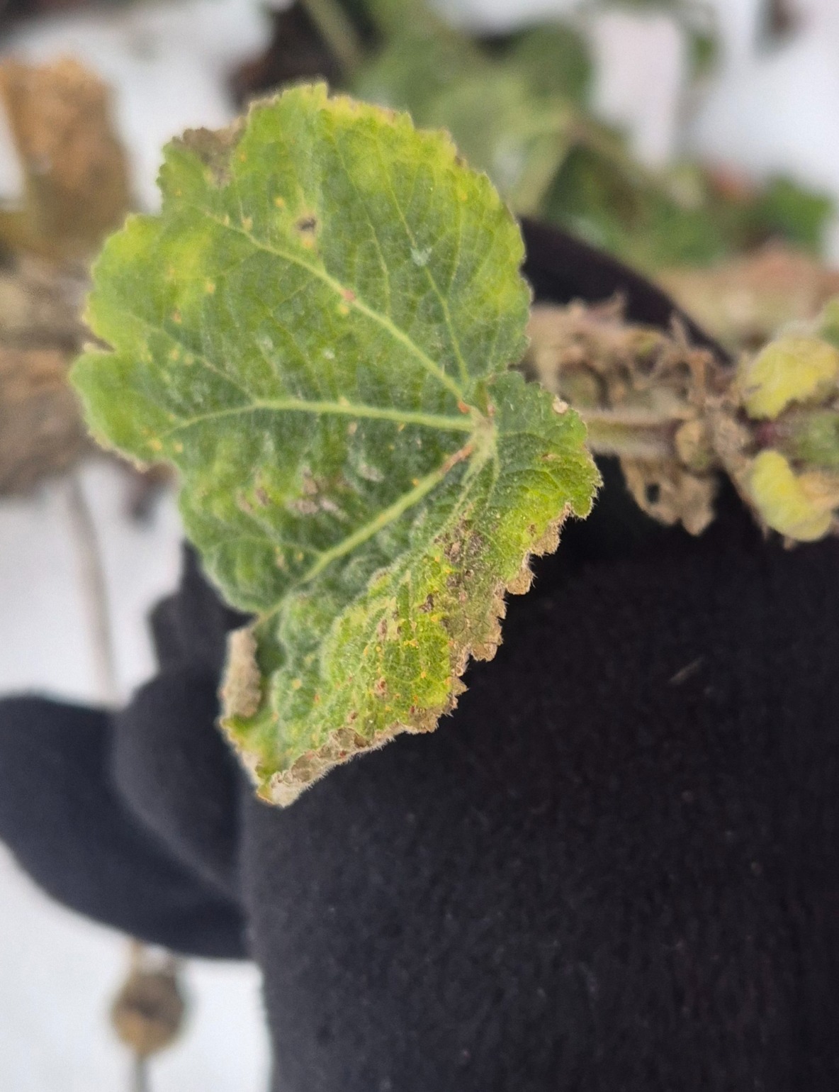 Alcea (hollyhocks) (alternate view 3)