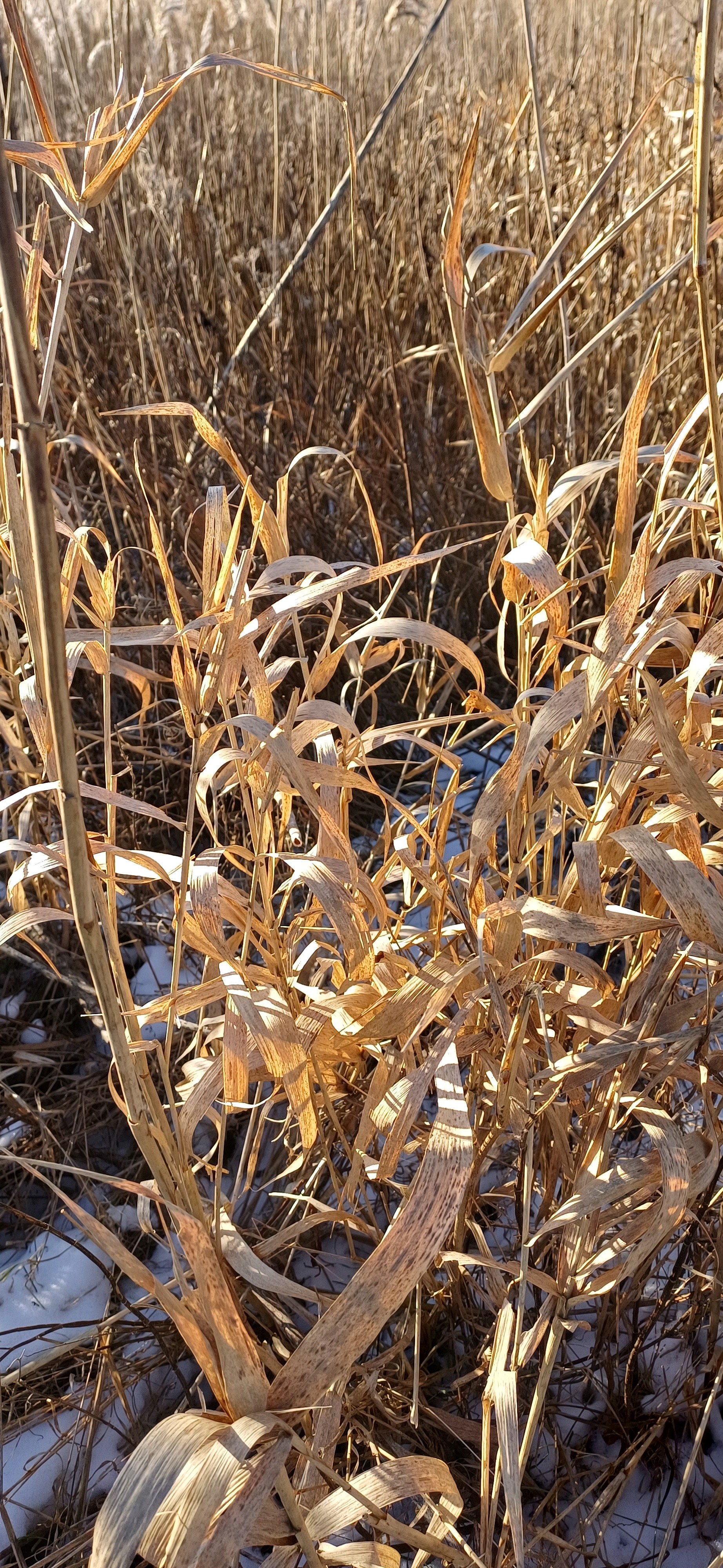 Phalaris (Canarygrasses) (alternate view 3)