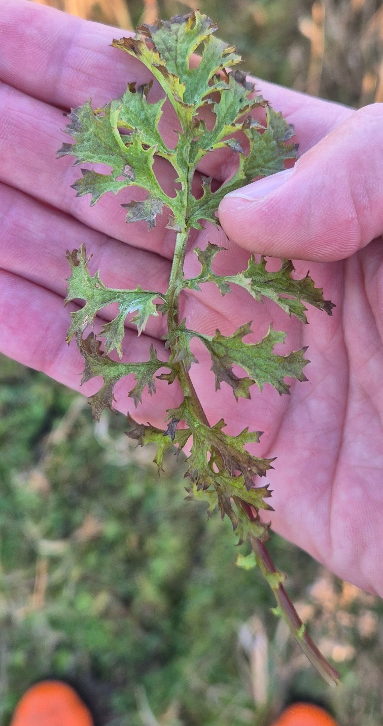 Jacobaea vulgaris (tansy ragwort) (alternate view 11)