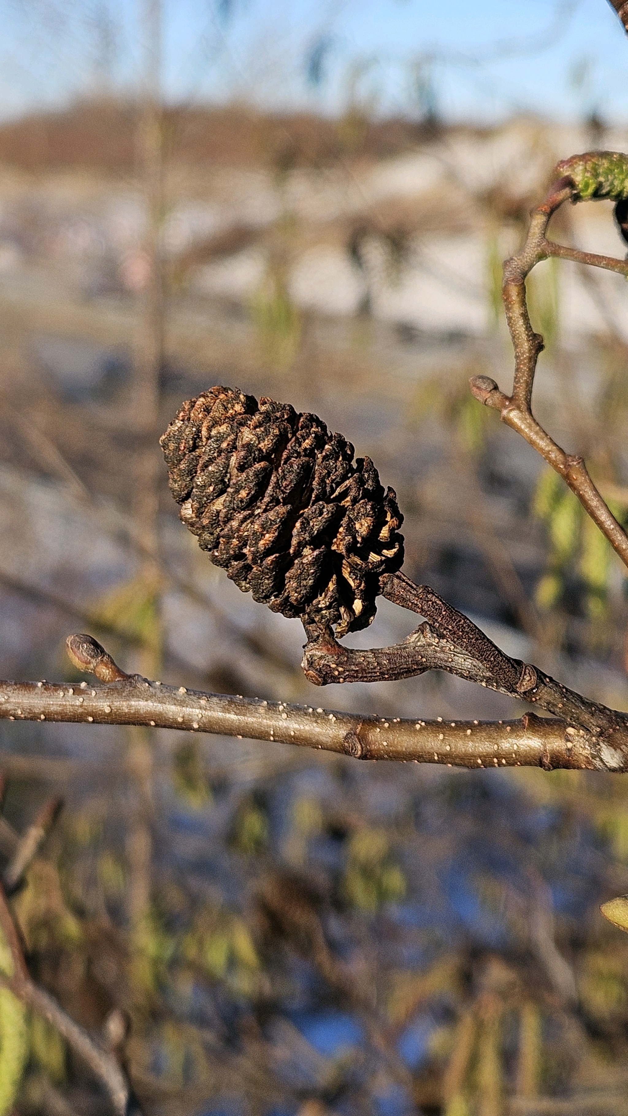 Alnus cordata (Italian alder) (alternate view 12)