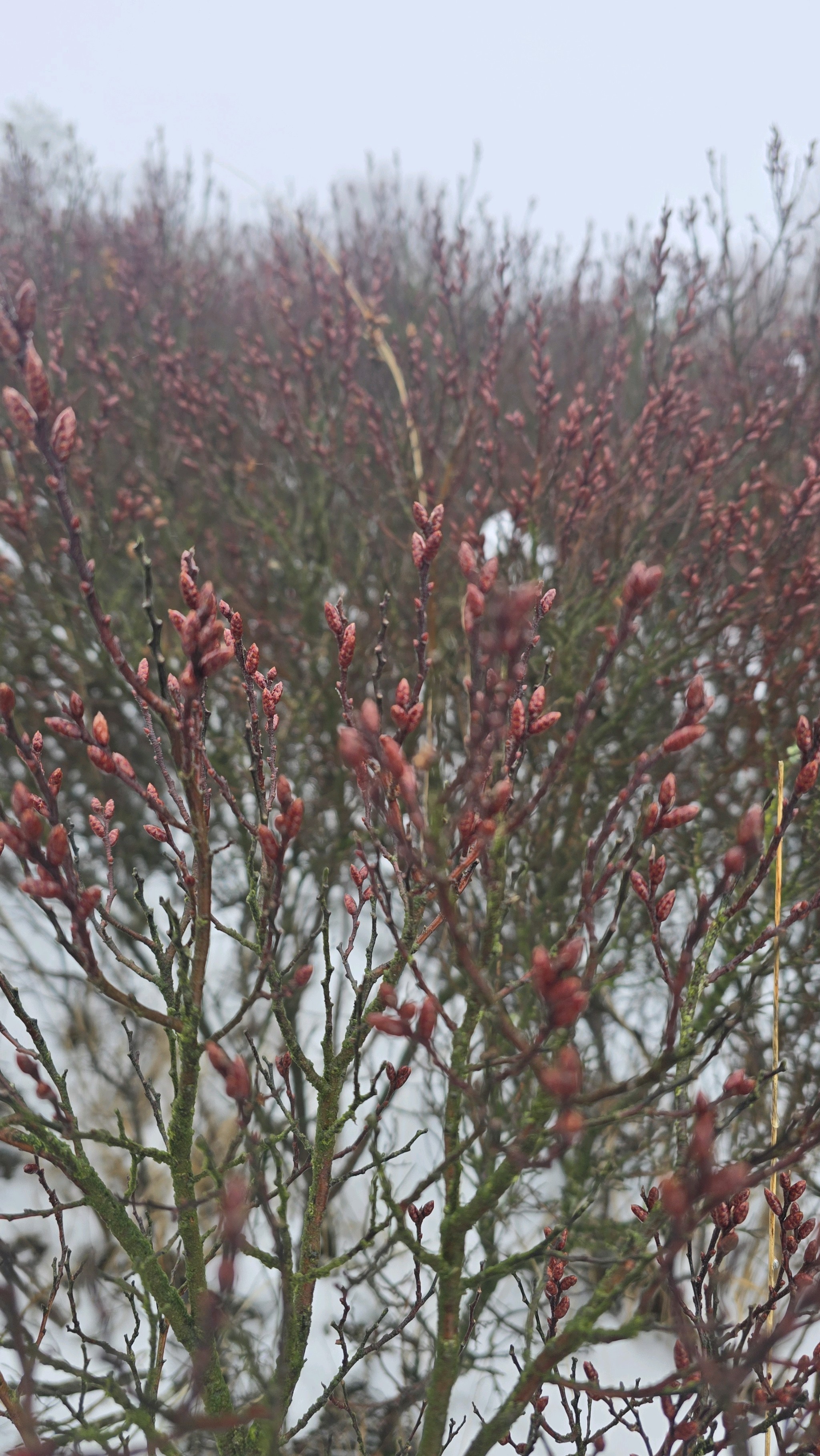 Myrica gale (Sweetgale) (alternate view 3)