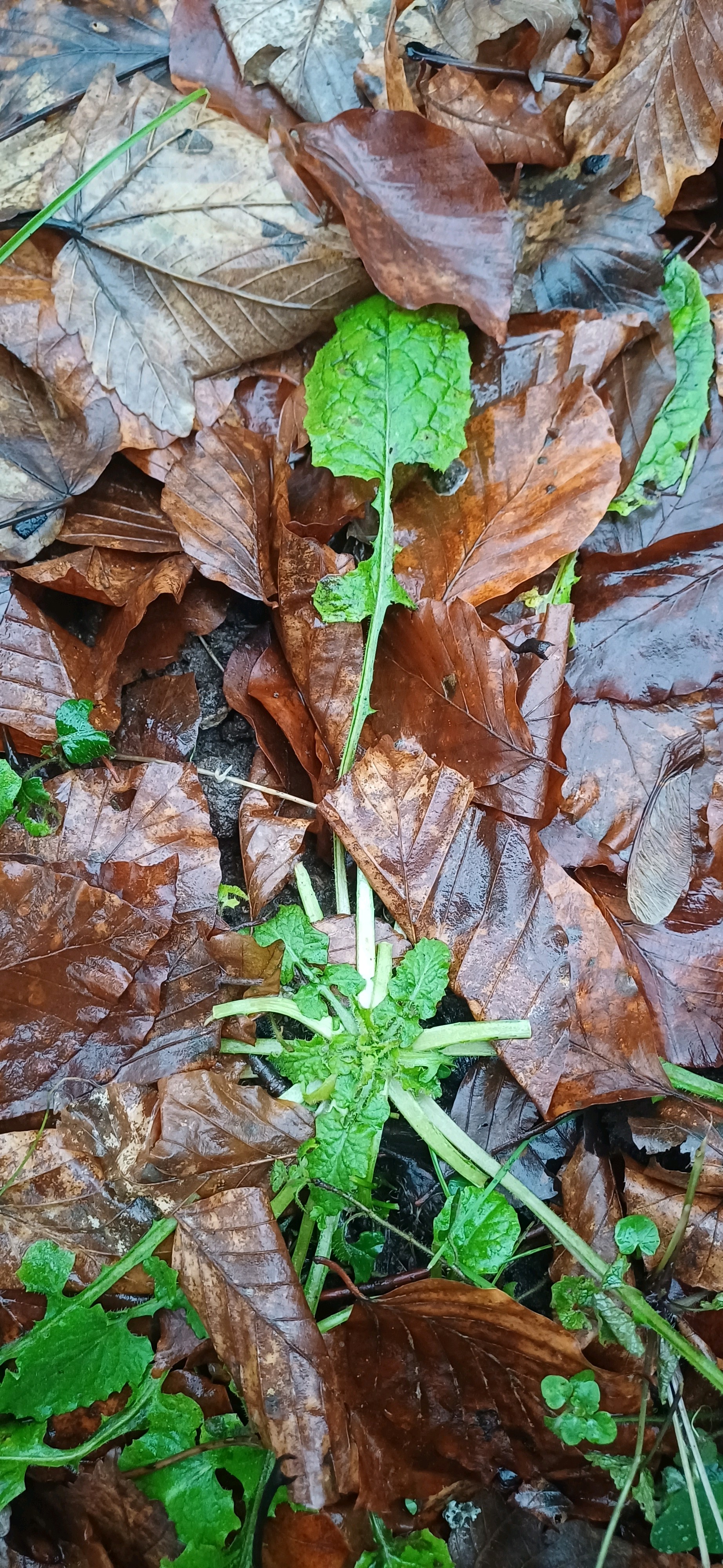 Lapsana communis (nipplewort) (alternate view 15)