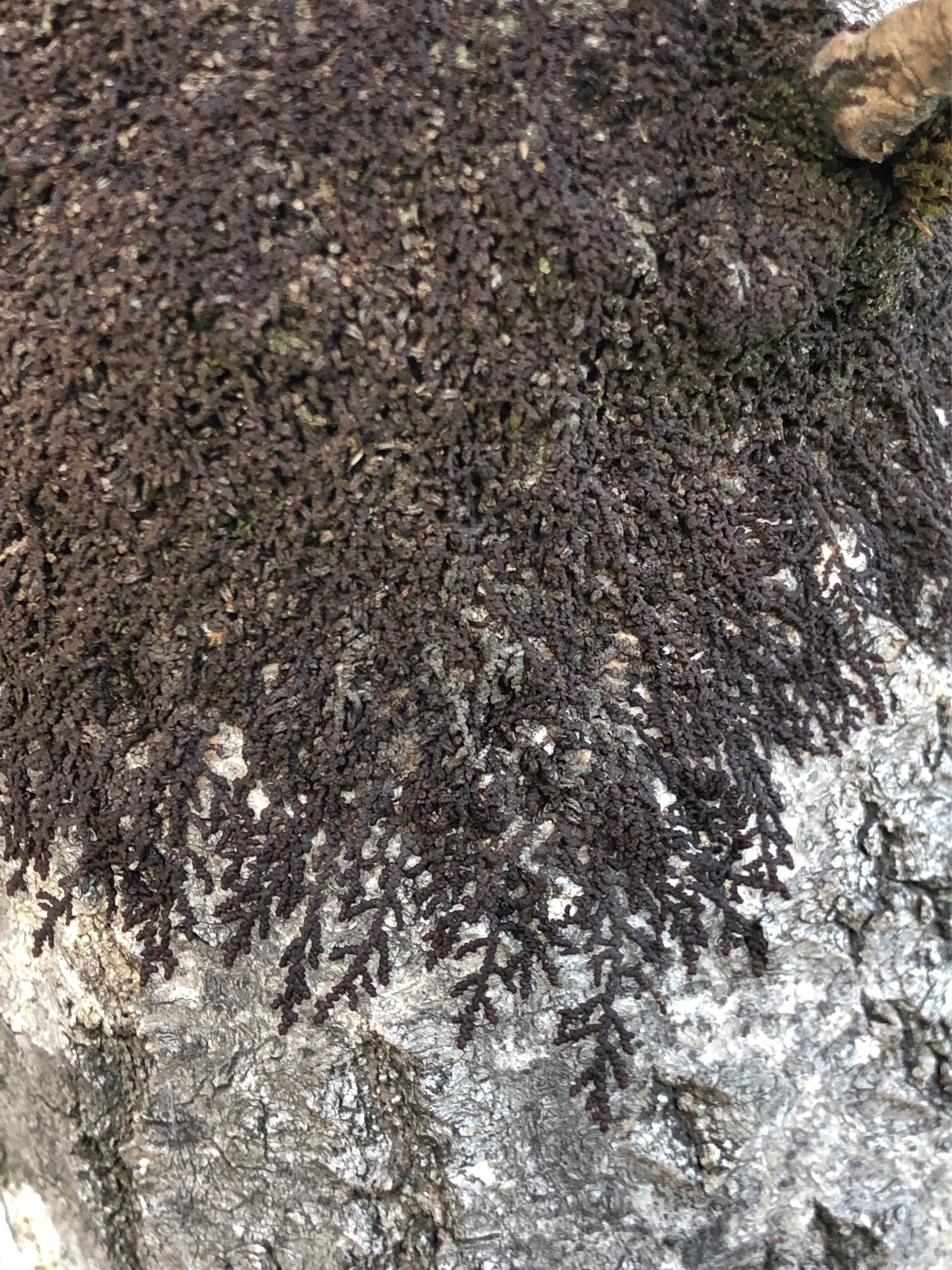 Frullania dilatata (Dilated Scalewort) (alternate view 12)