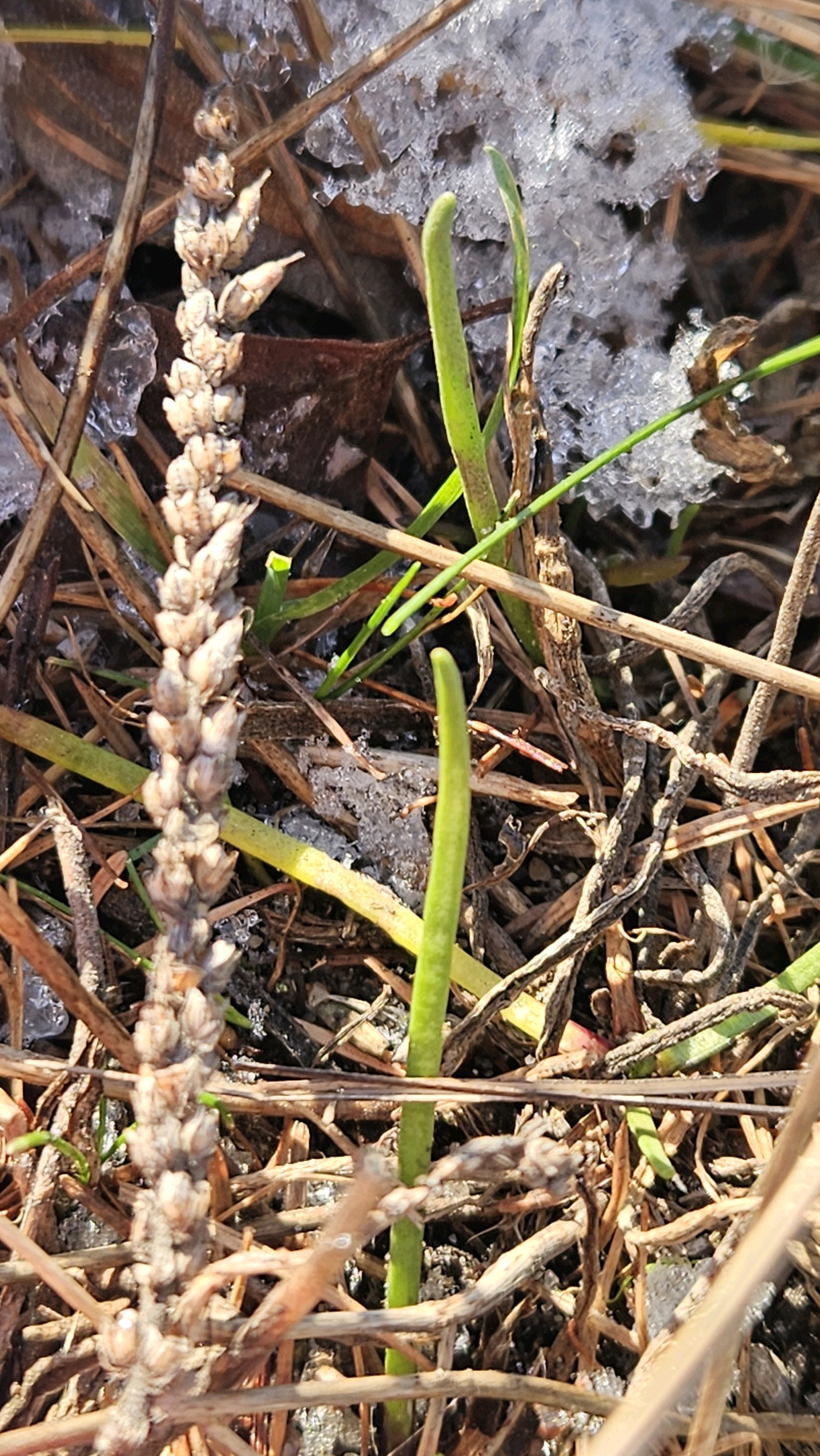 Plantago maritima (Sea Plantain) (alternate view 12)