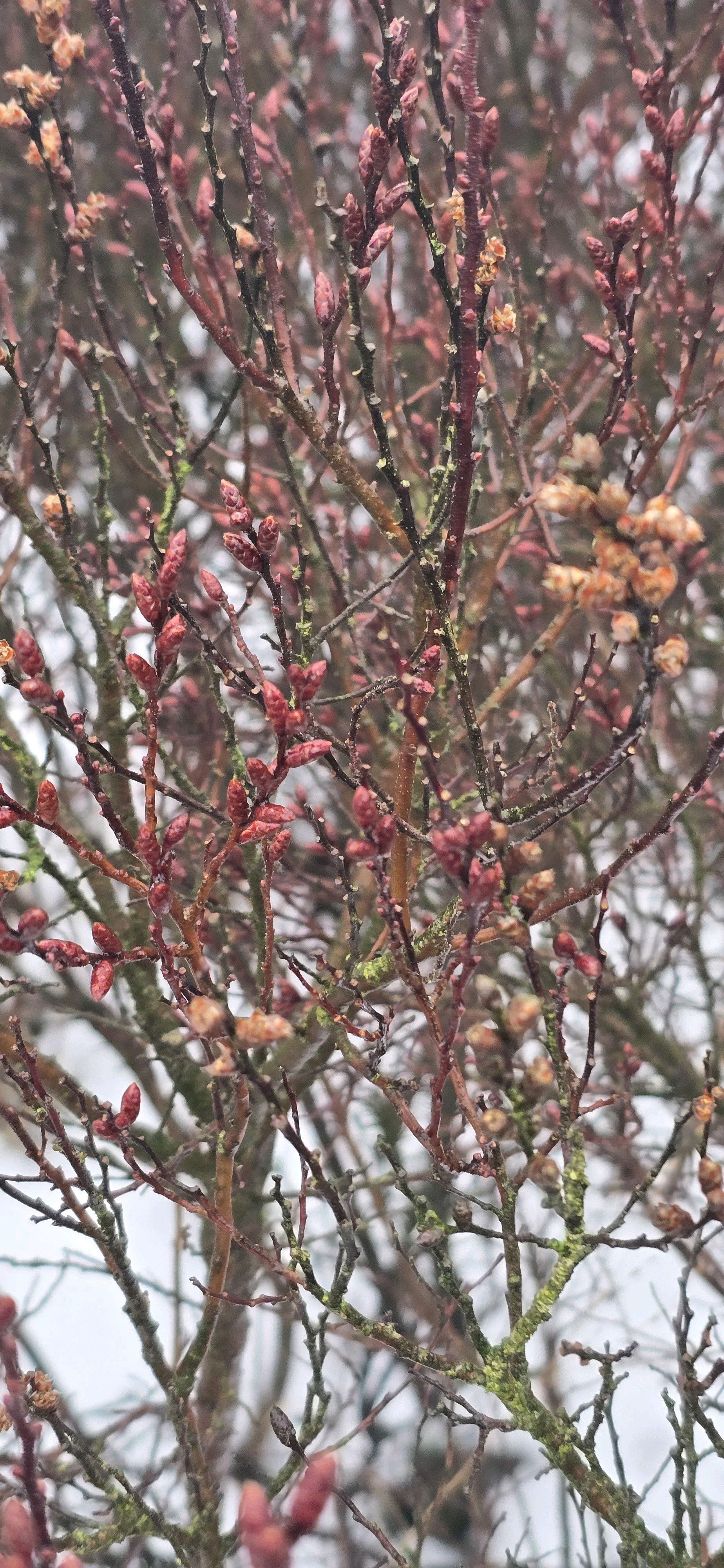 Myrica gale (Sweetgale) (alternate view 4)