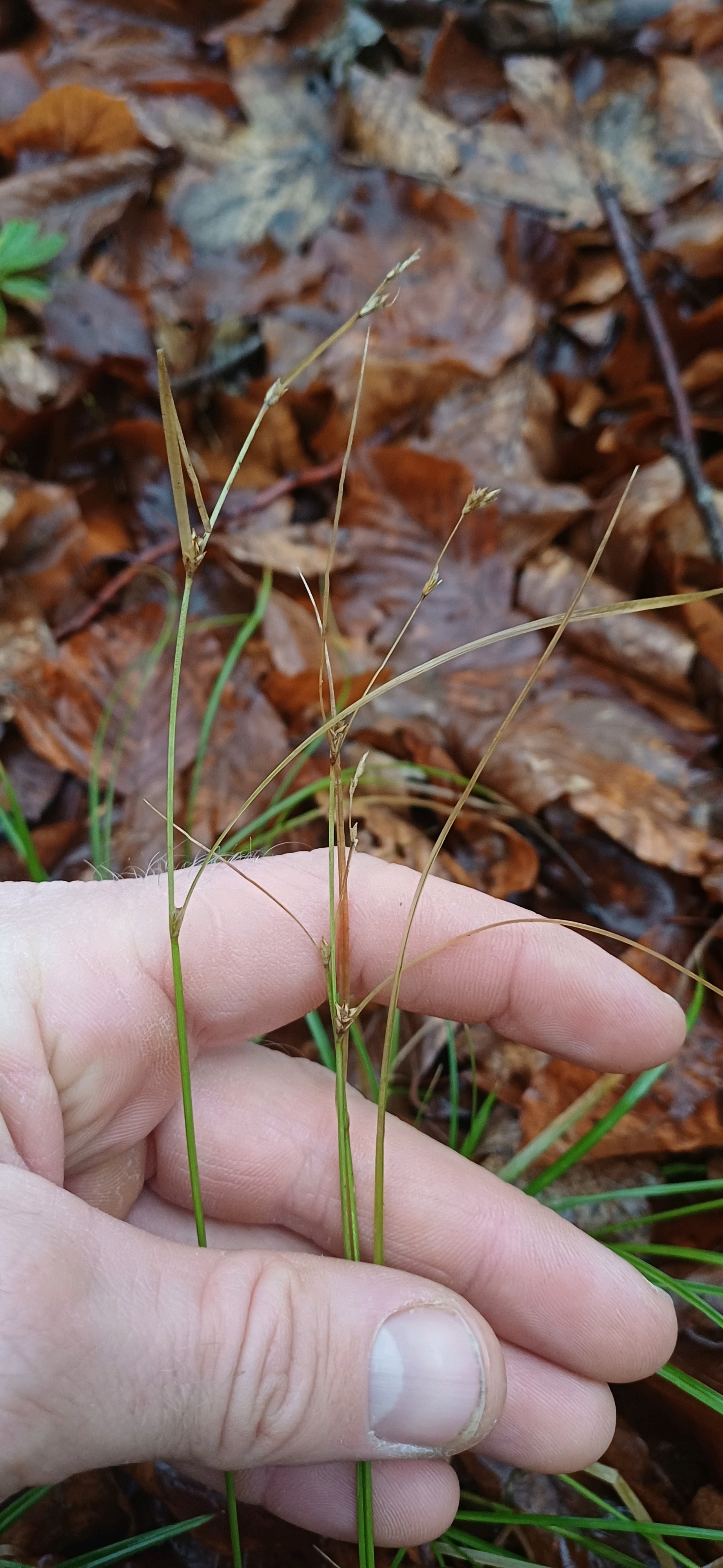 Carex (true sedges) (alternate view 2)