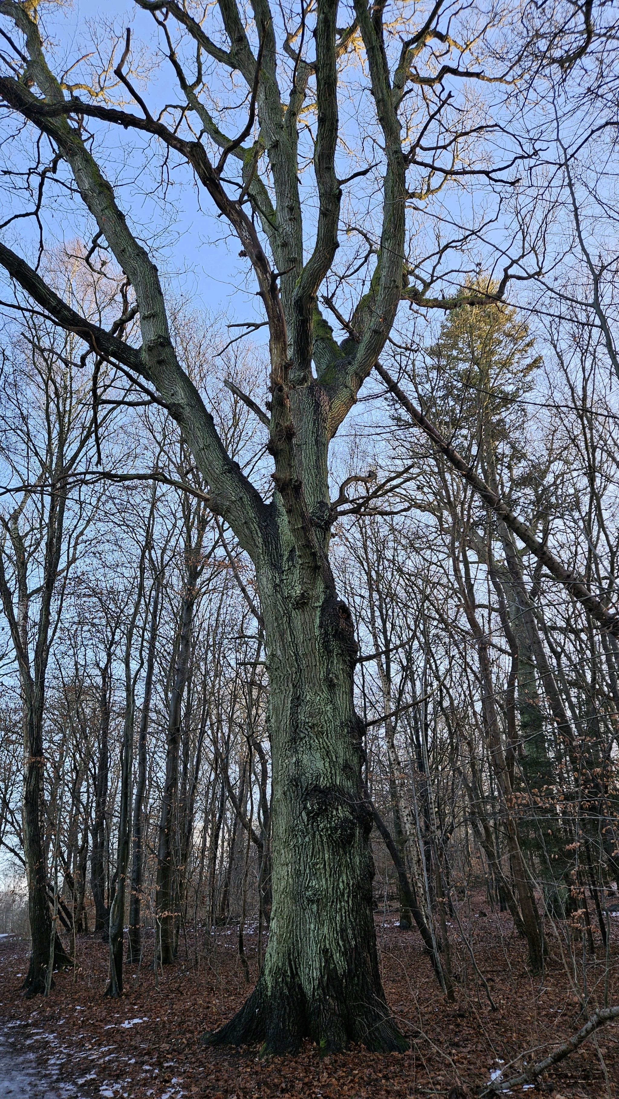 Quercus robur (English oak) (alternate view 4)