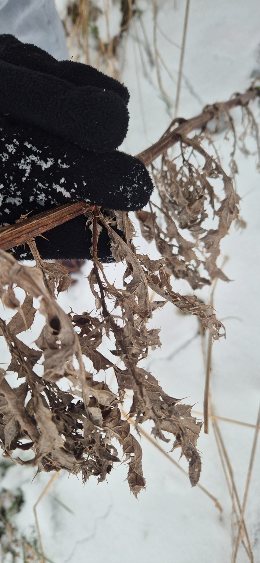 Cirsium arvense (Canada thistle) (alternate view 11)