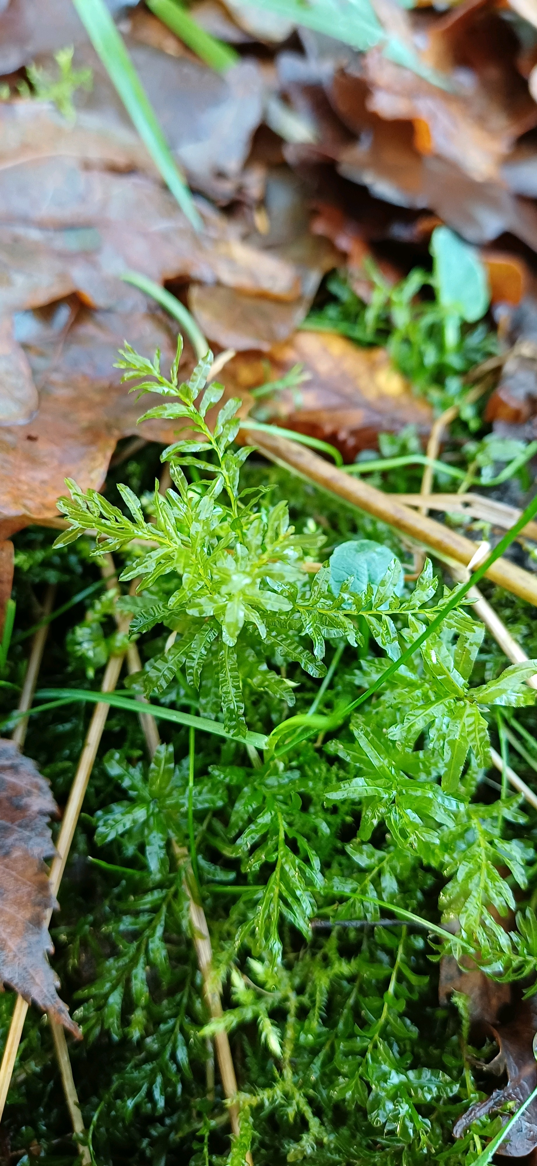 Plagiomnium (Thyme and Allied Mosses)