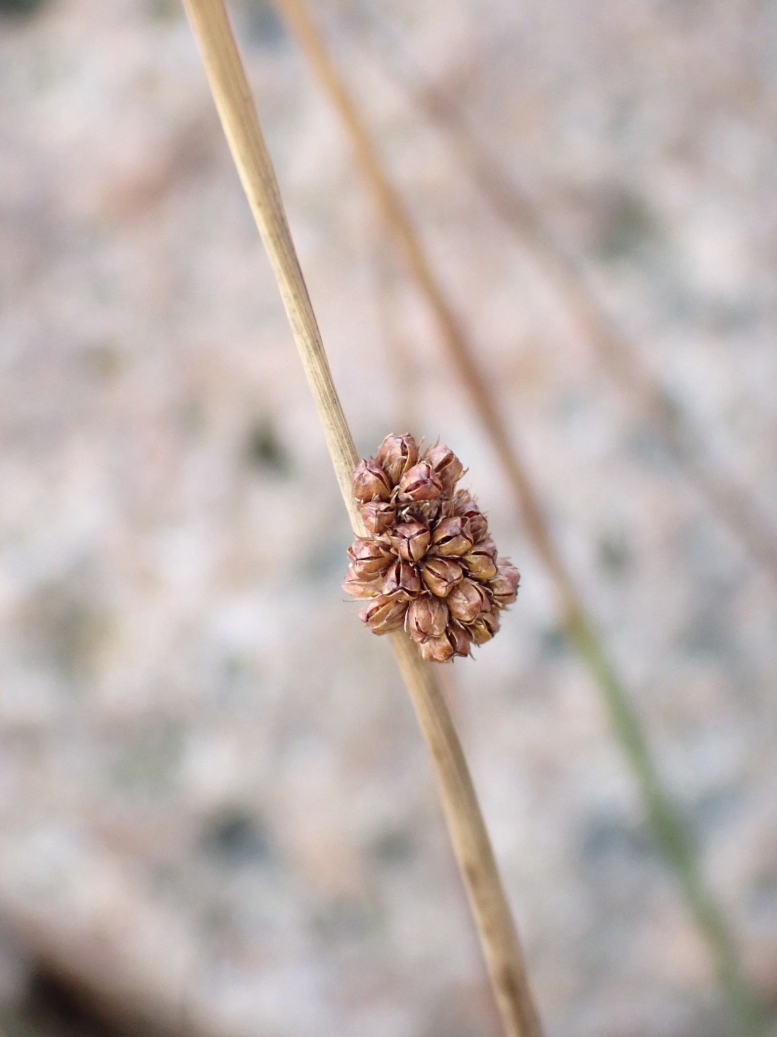 Juncus conglomeratus (Compact Rush) (alternate view 9)