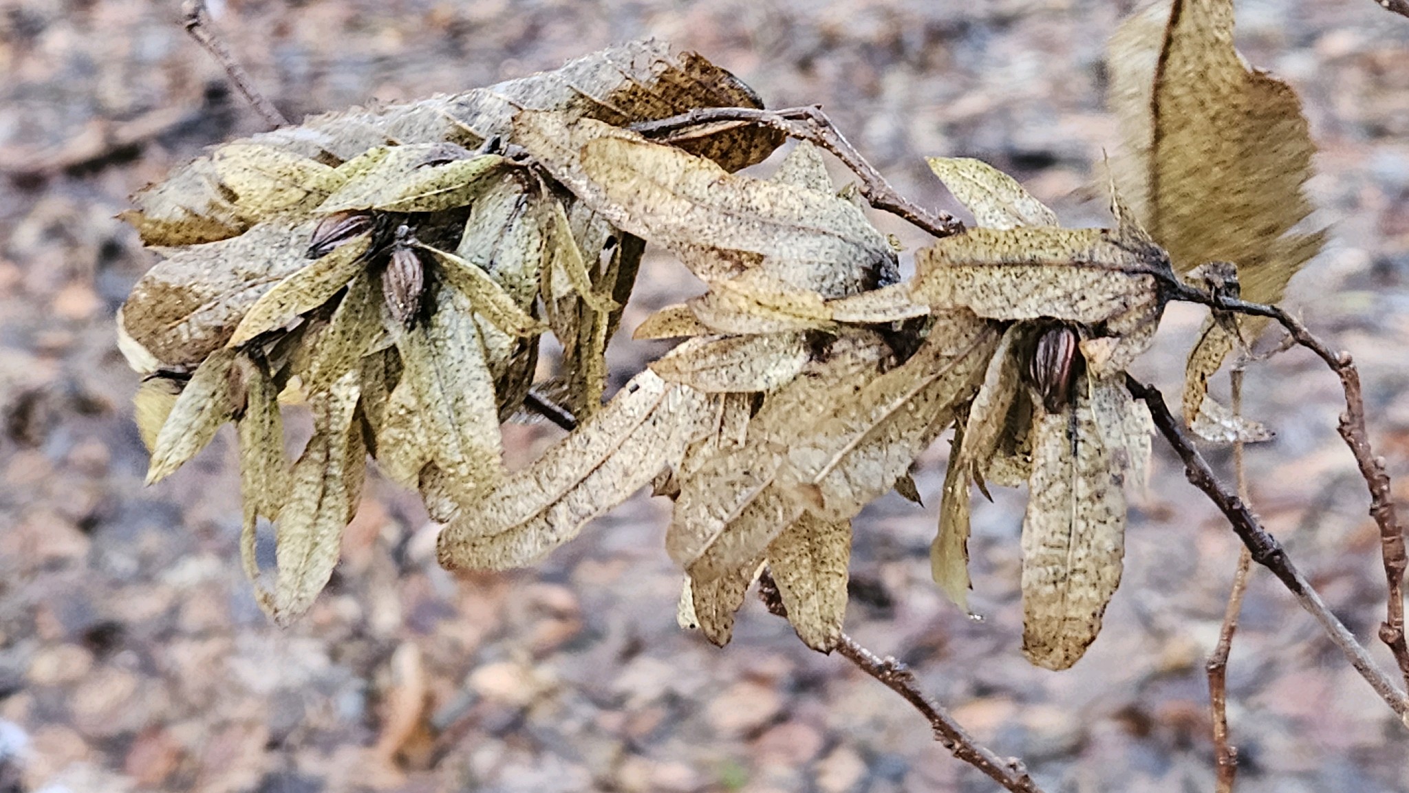 Carpinus betulus (European Hornbeam) (alternate view 12)