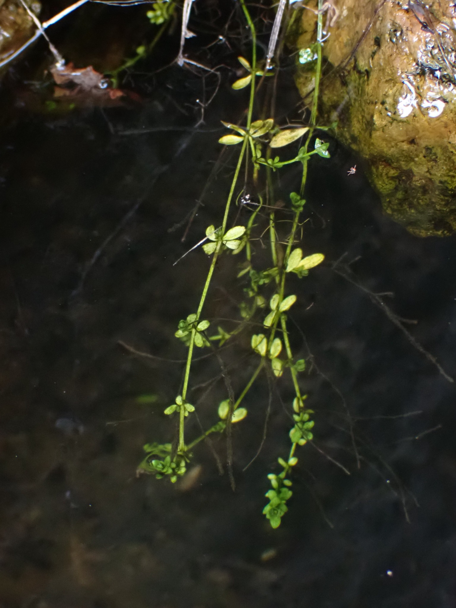 Galium palustre (Common Marsh-bedstraw) (alternate view 13)