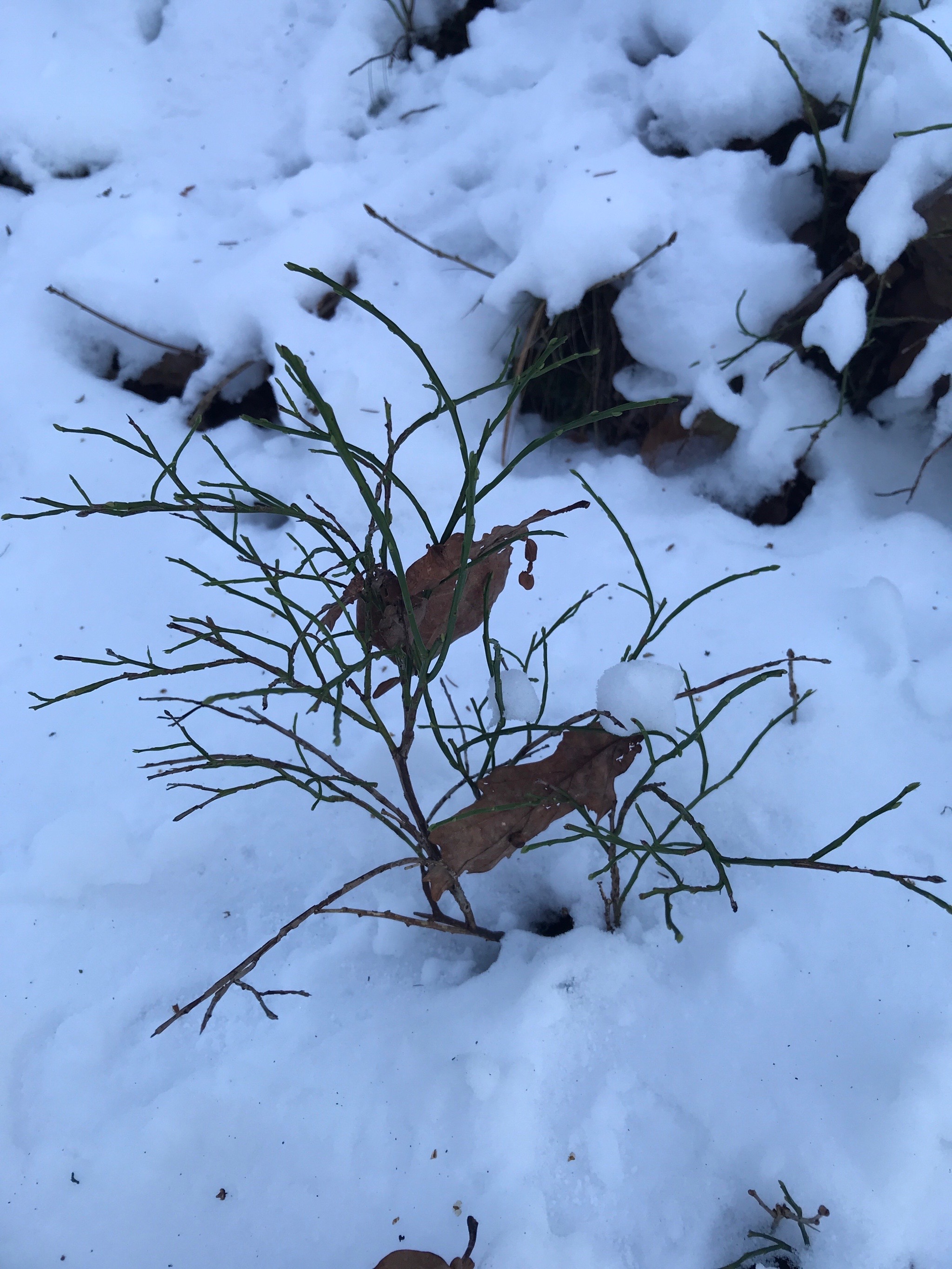 Vaccinium (blueberries, cranberries, and allies)