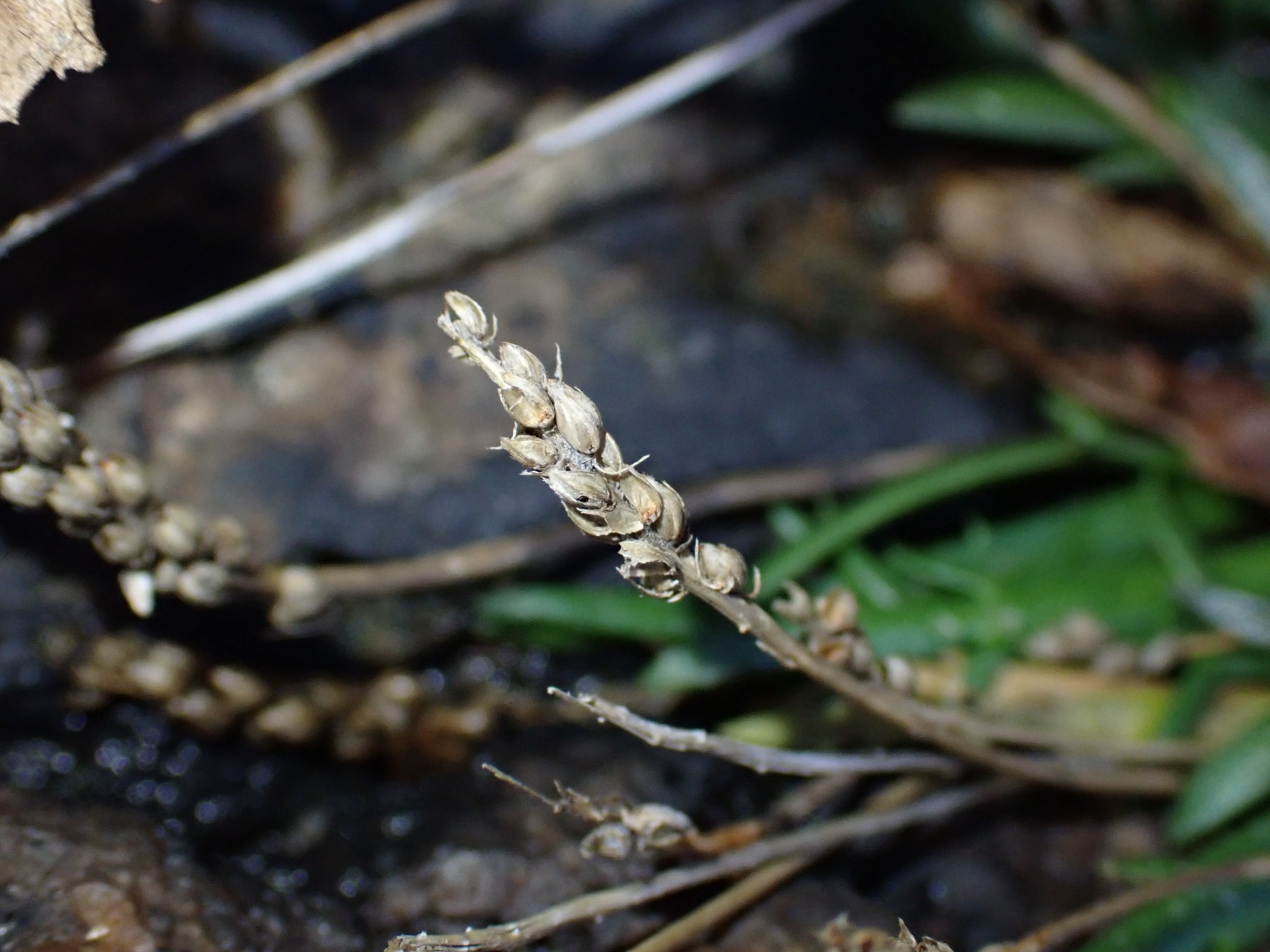 Plantago coronopus (Buck's-horn Plantain) (alternate view 11)