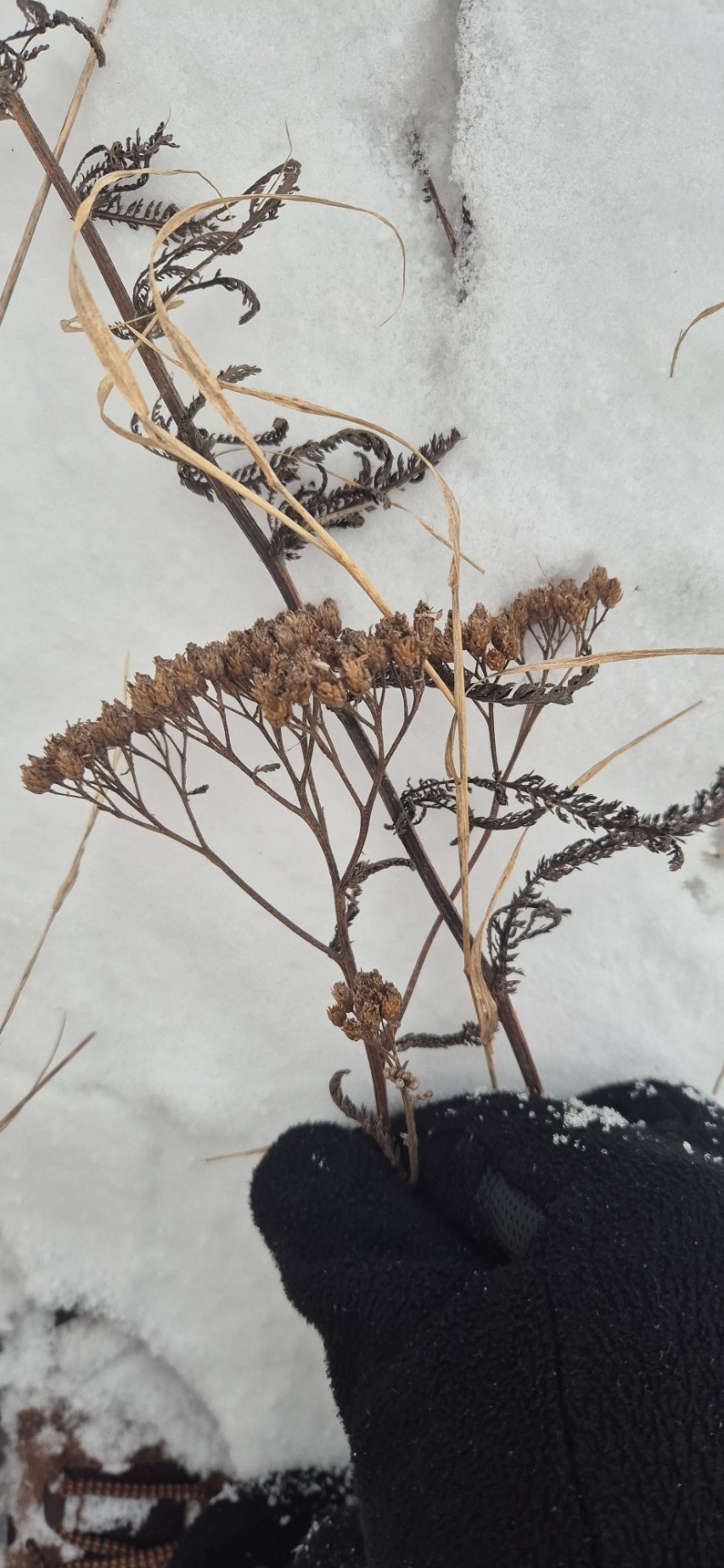 Achillea millefolium (common yarrow) (alternate view 10)