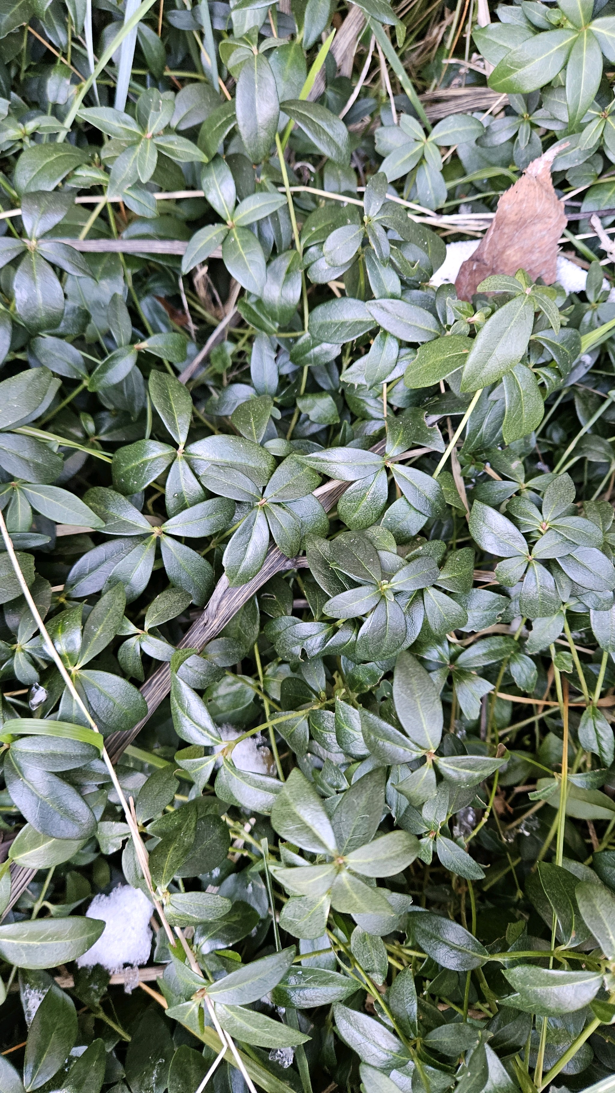 Vinca (periwinkles) (alternate view 3)