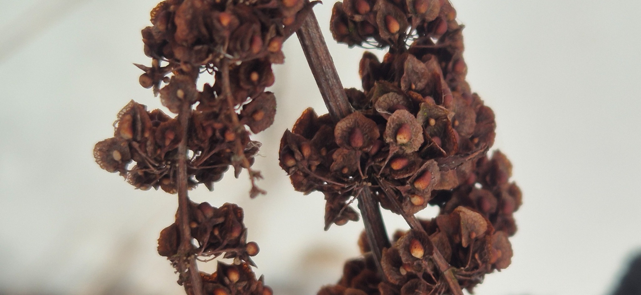 Rumex (docks and sorrels)