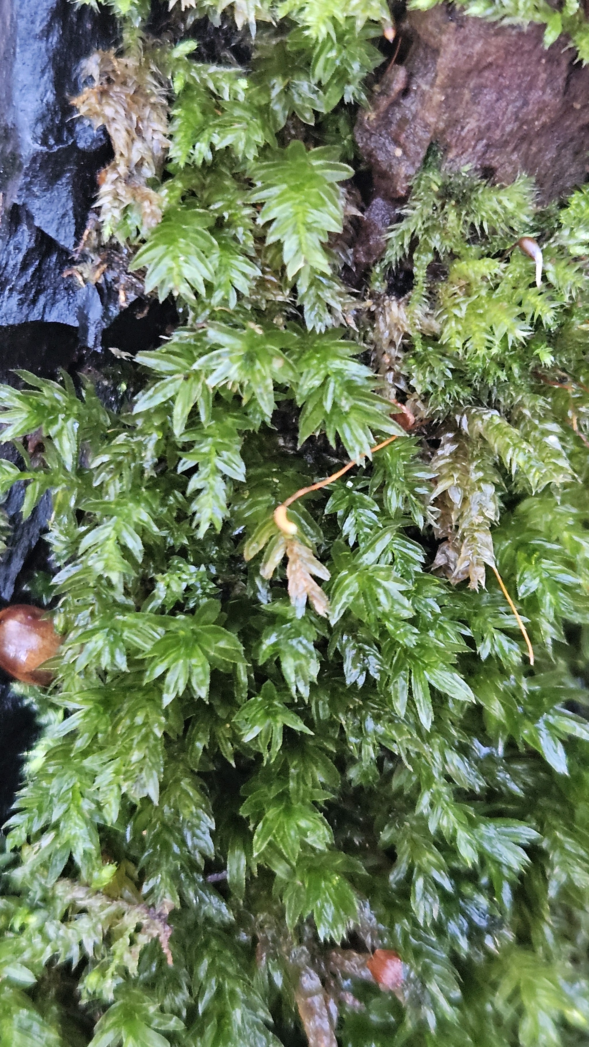 Mnium hornum (Horn Calcareous Moss) (alternate view 12)