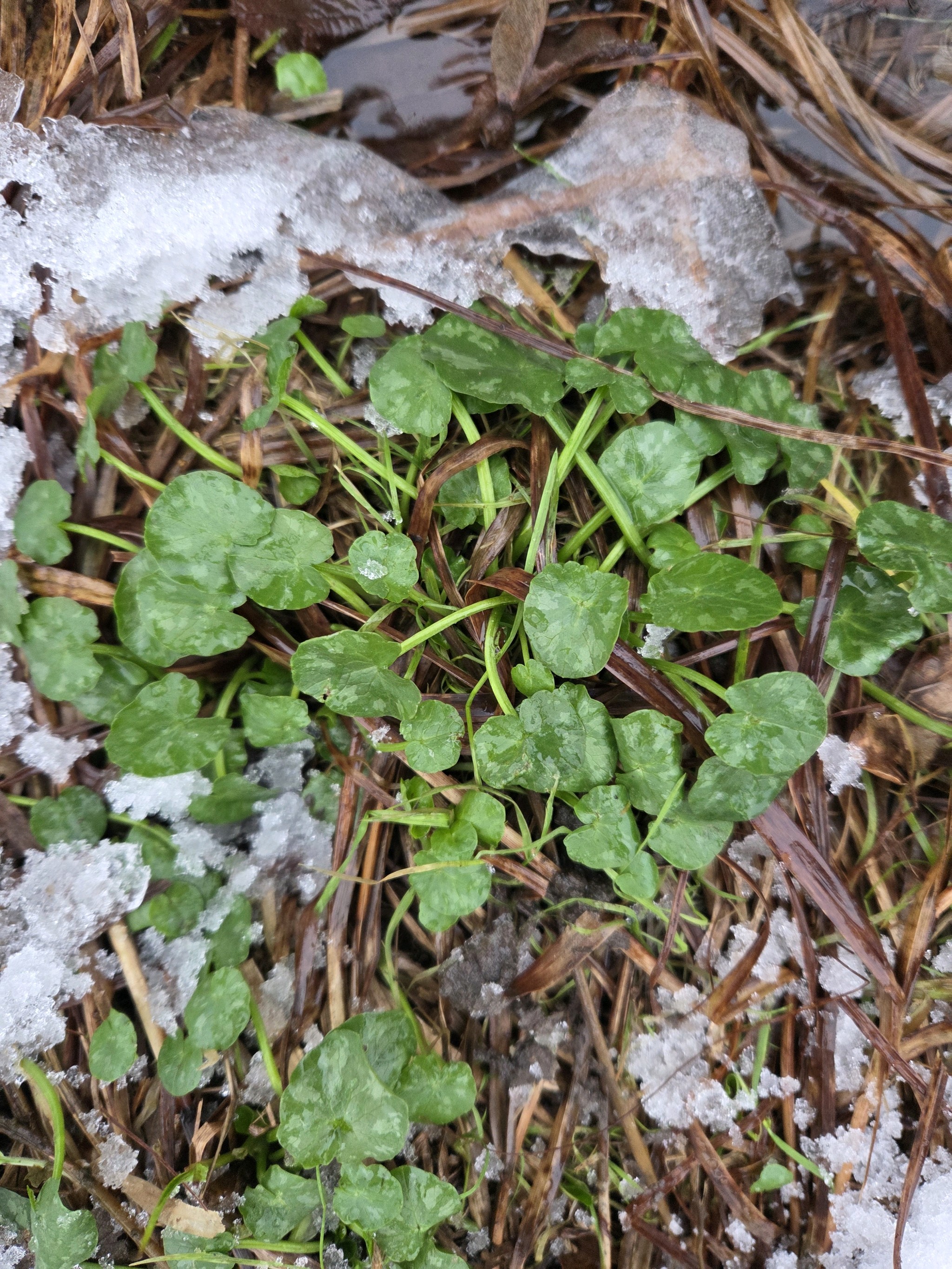 Ficaria verna (lesser celandine) (alternate view 13)