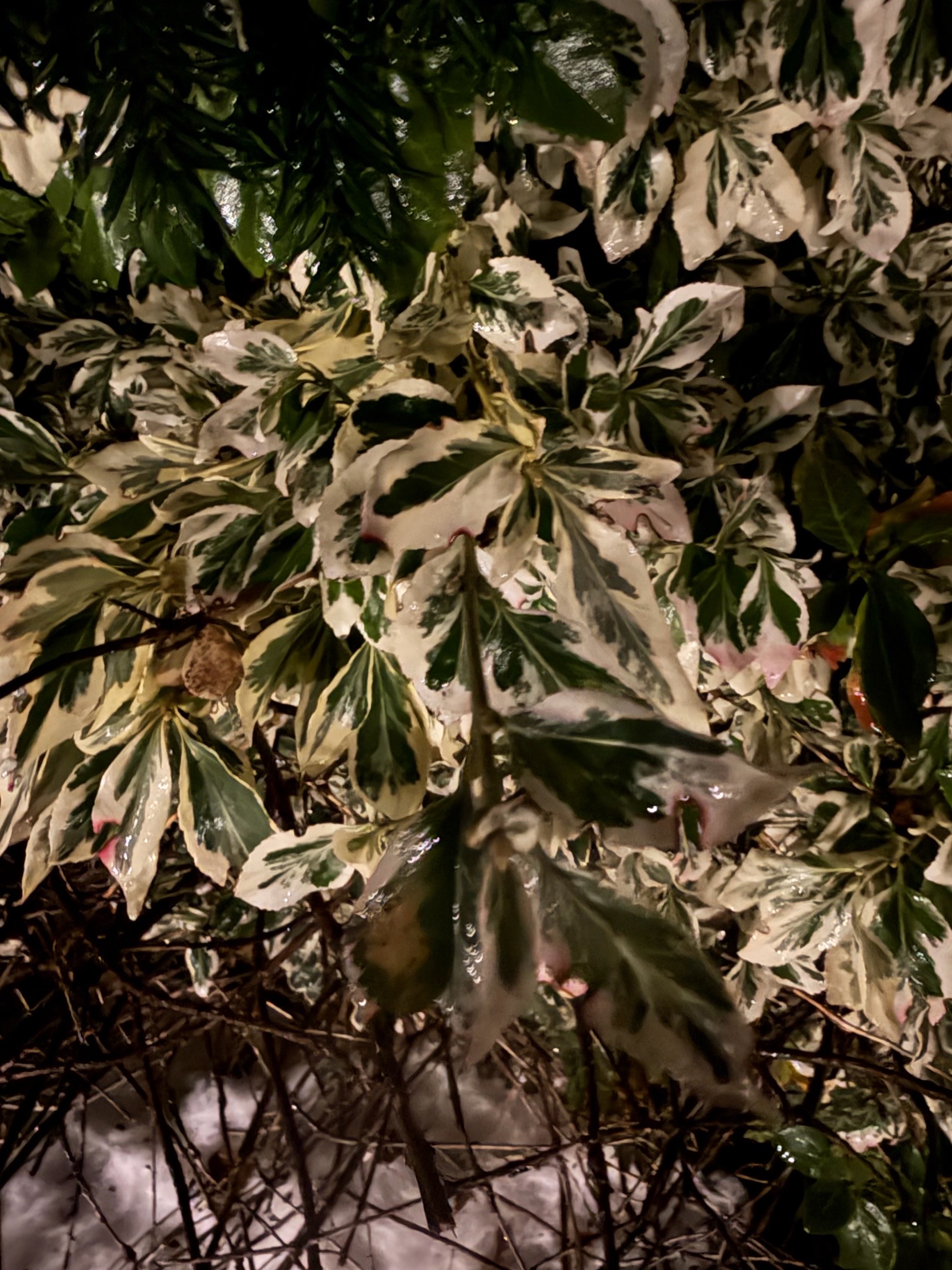 Euonymus (spindles) (alternate view 2)