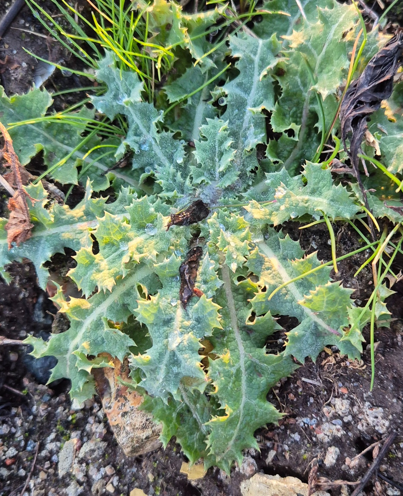 Sonchus asper (prickly sow thistle) (alternate view 12)
