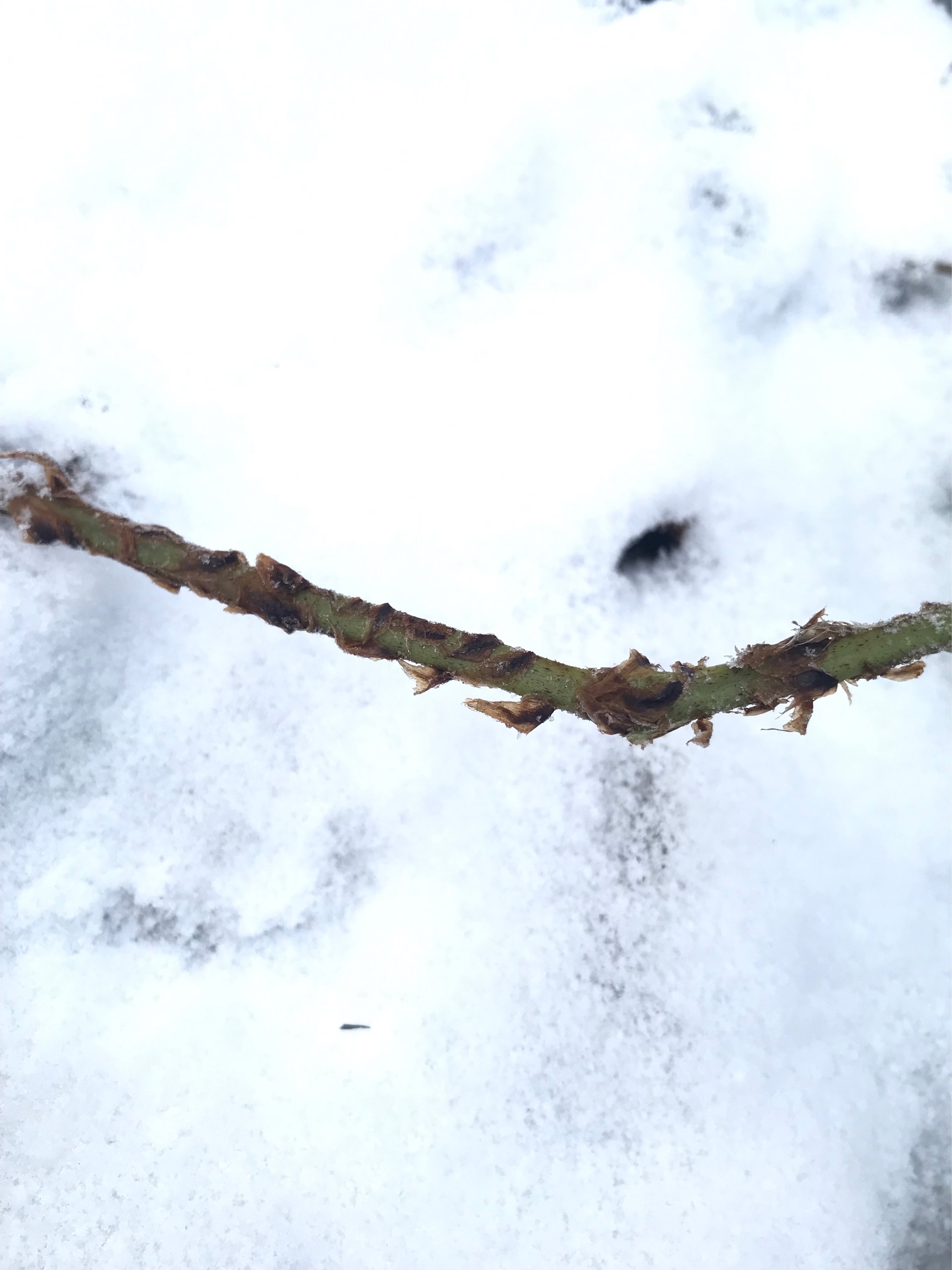 Dryopteris dilatata (broad buckler-fern) (alternate view 11)