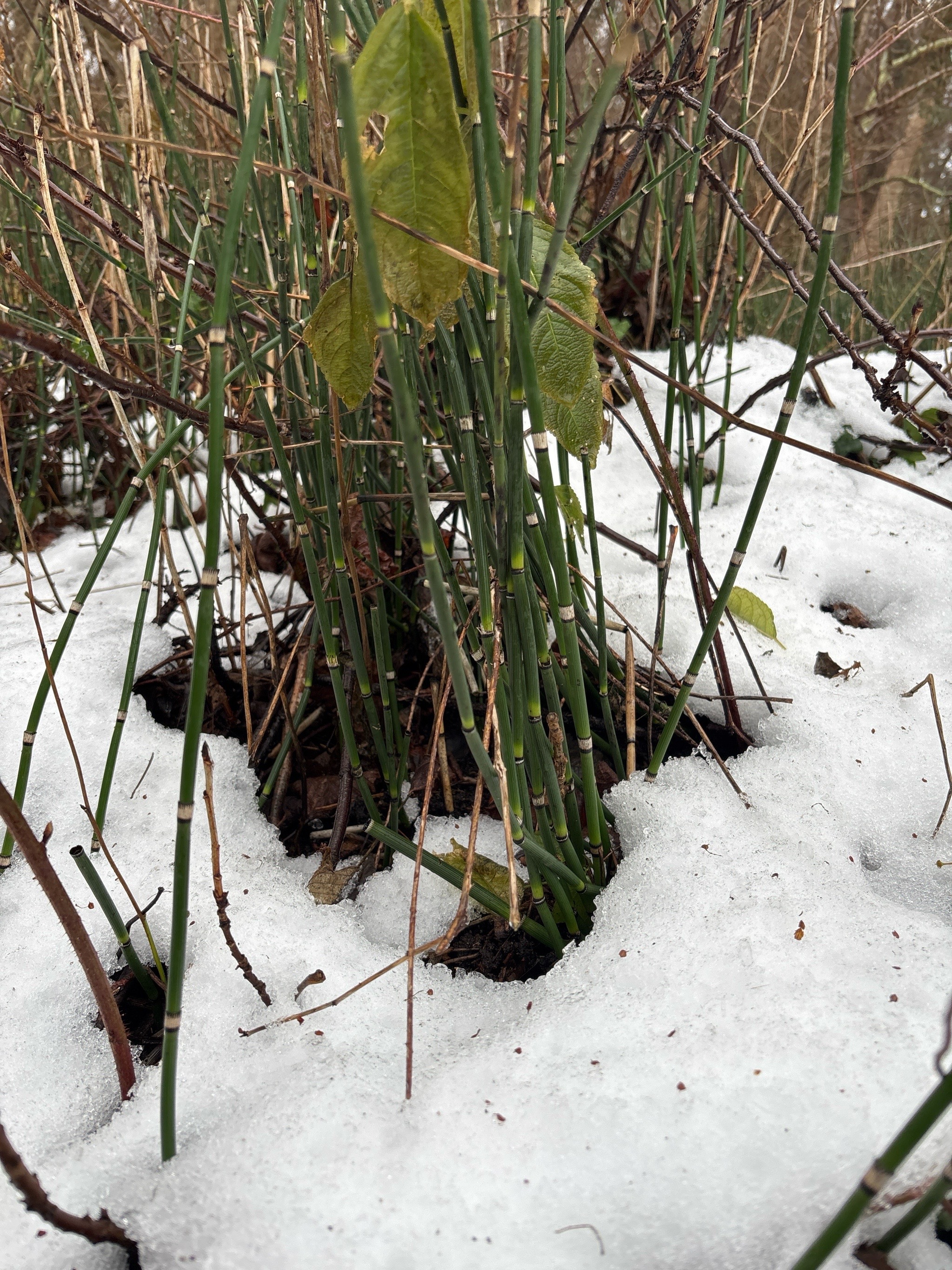 Equisetum hyemale (scouring rush) (alternate view 13)