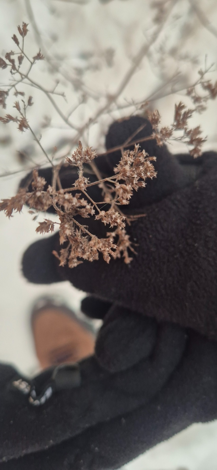 Origanum vulgare (Oregano) (alternate view 13)