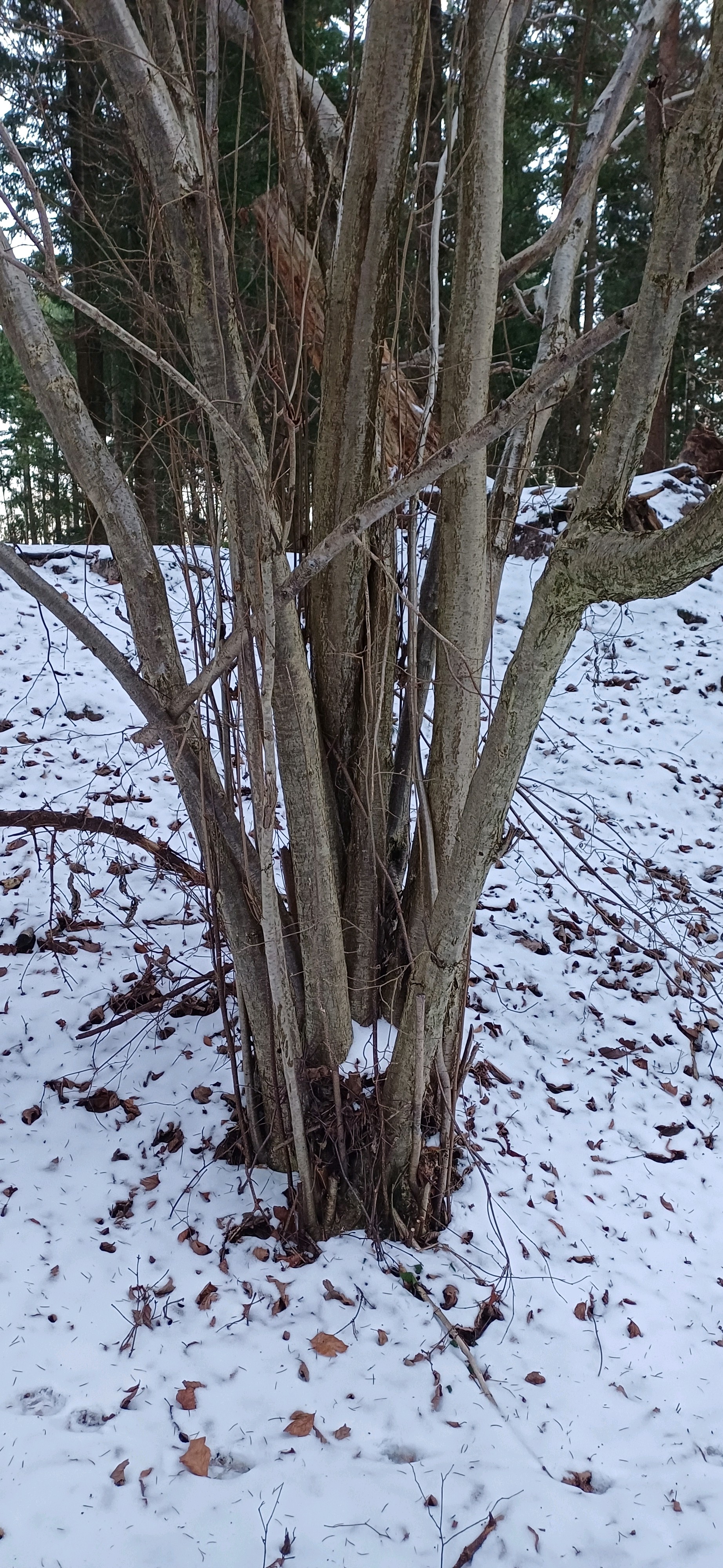 Corylus avellana (alternate view 4)