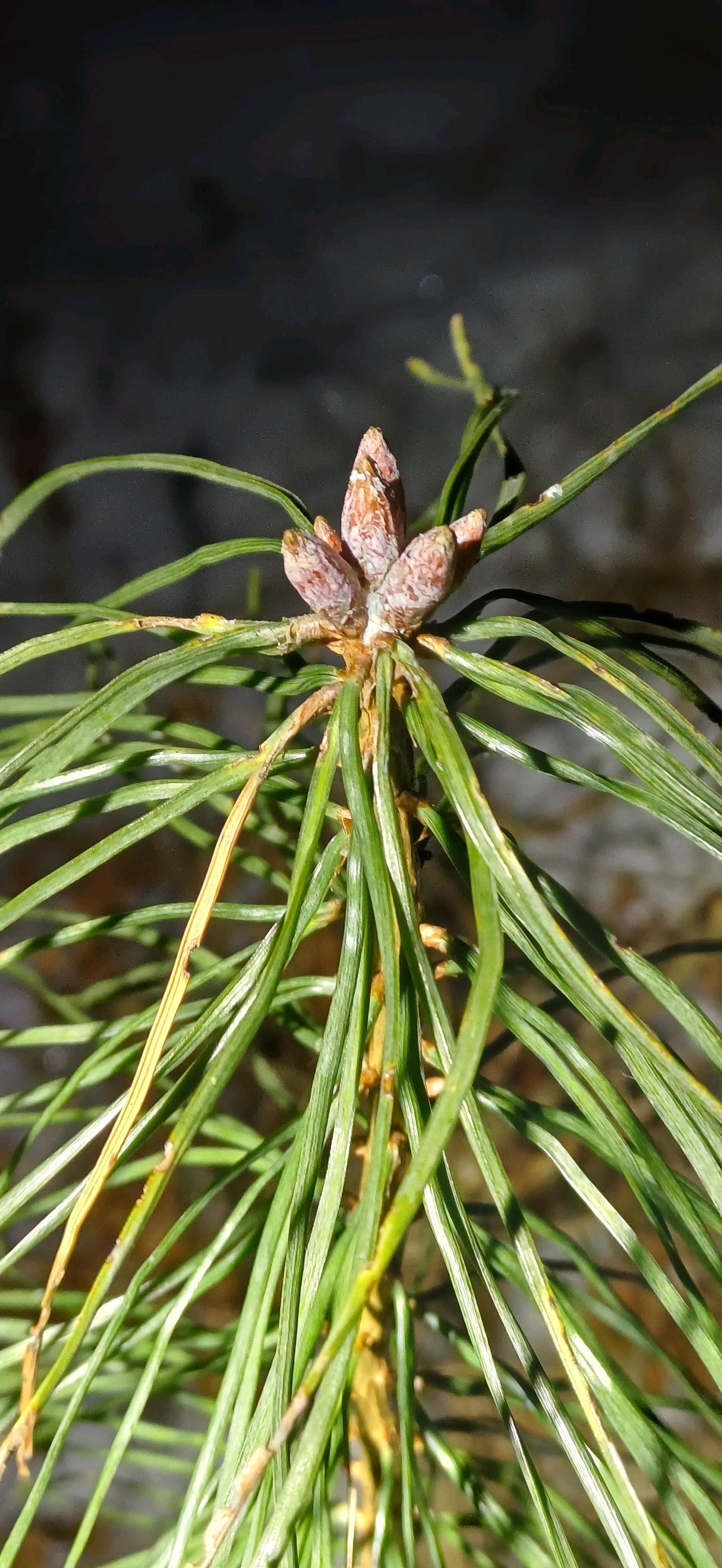Pinus sylvestris (Scots Pine) (alternate view 2)